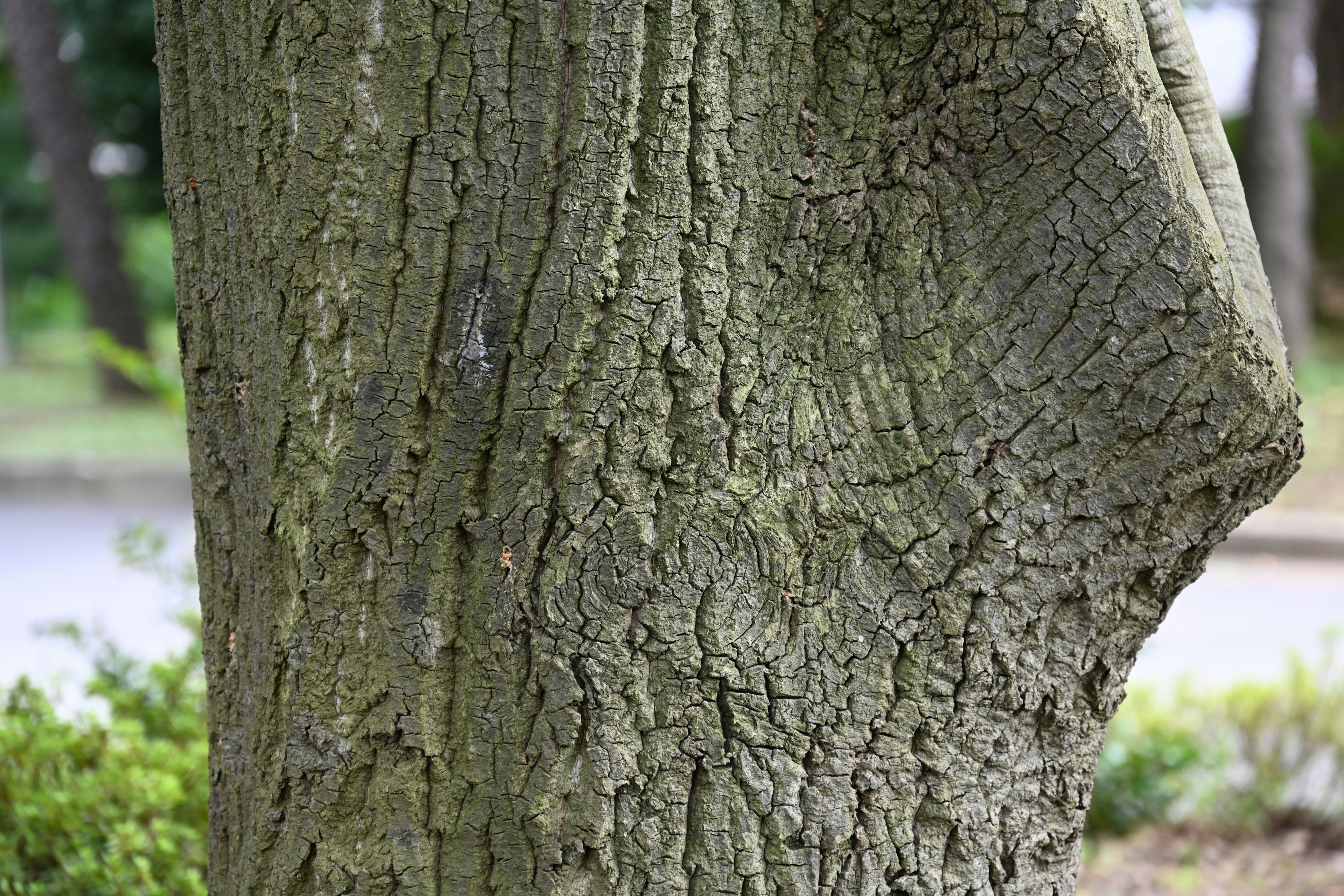 Close-up of a tree trunk showcasing its detailed texture and patterns