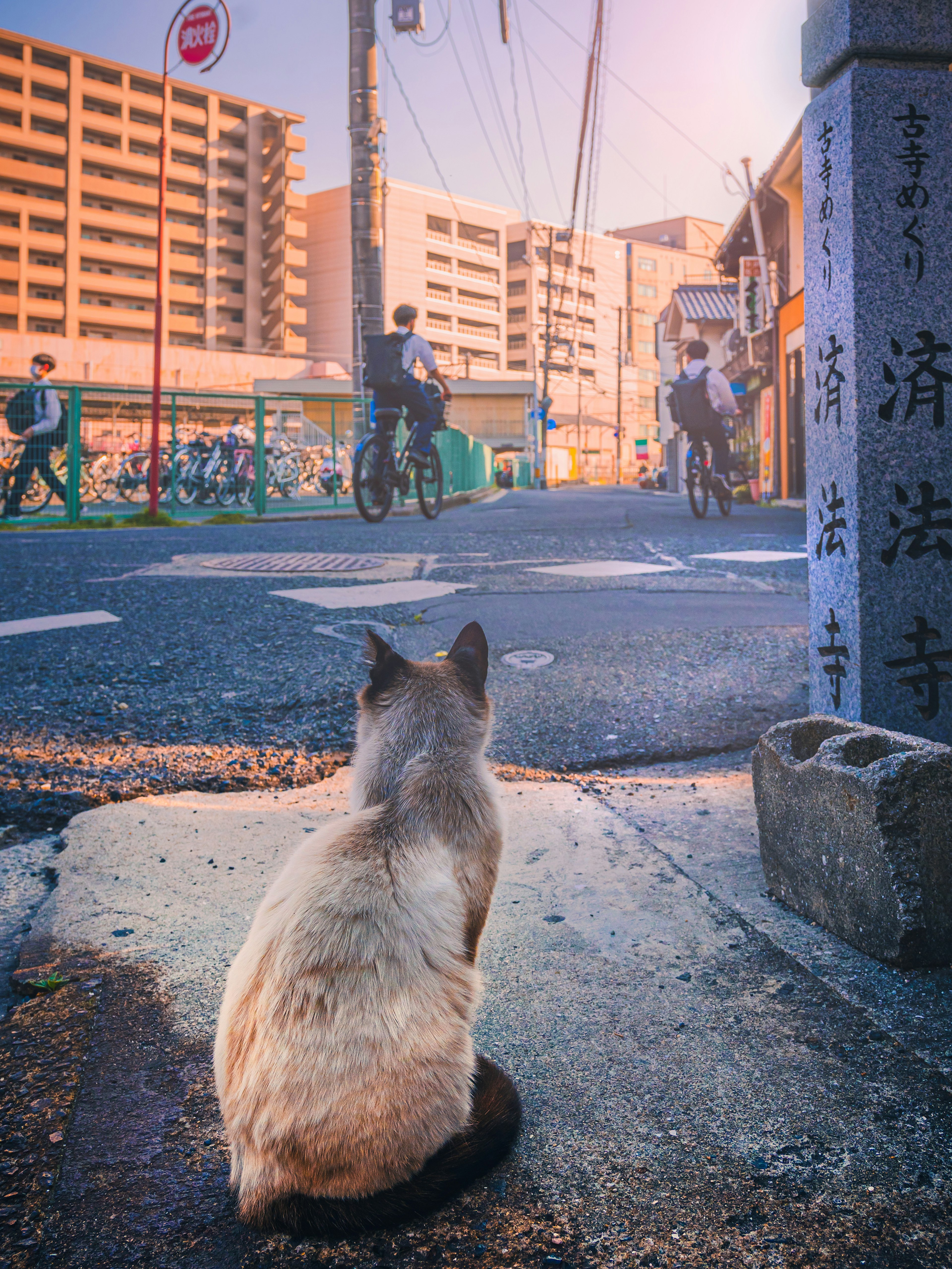 猫が道路の角に座っている街の風景