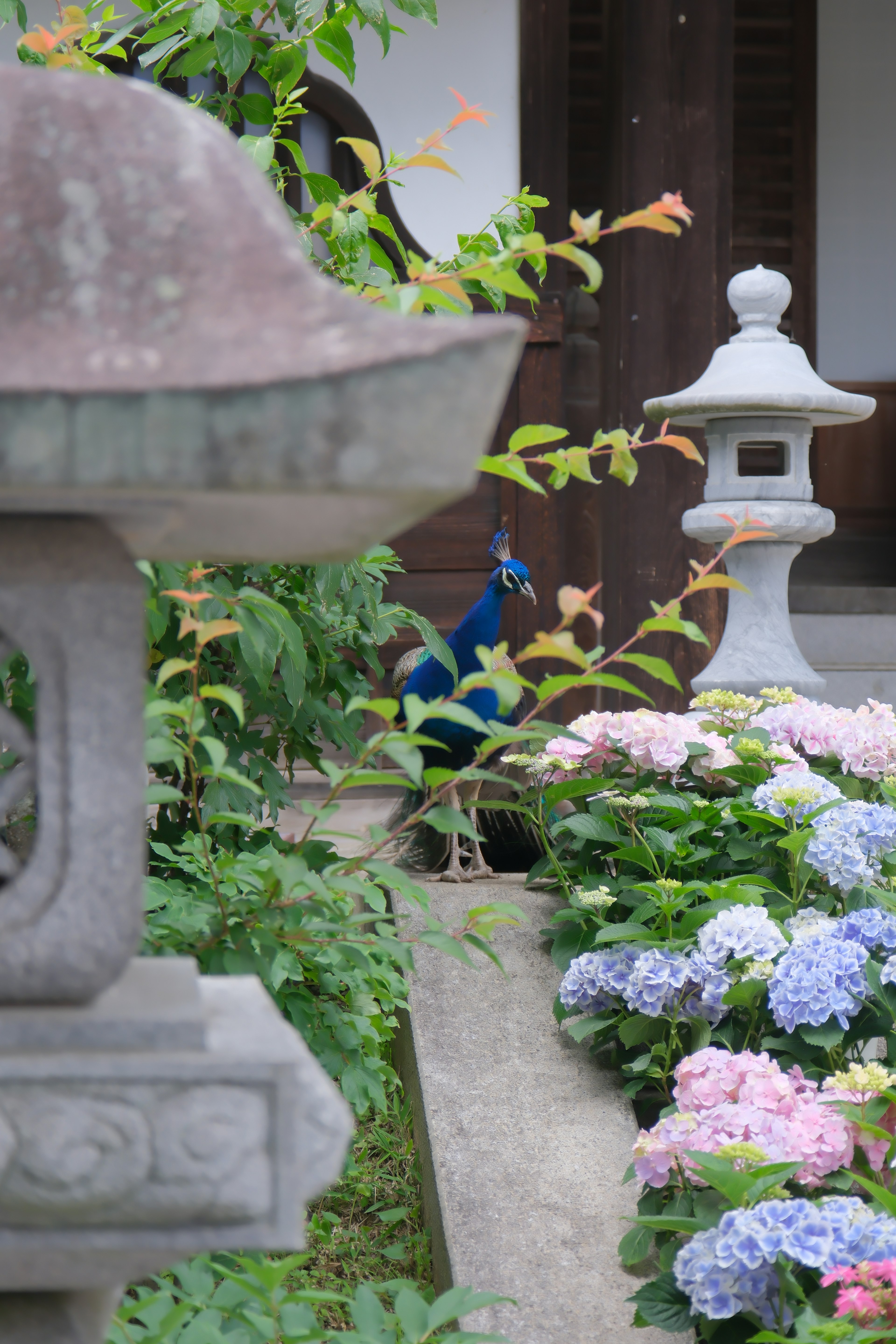 石灯籠と紫陽花の花がある日本庭園の風景