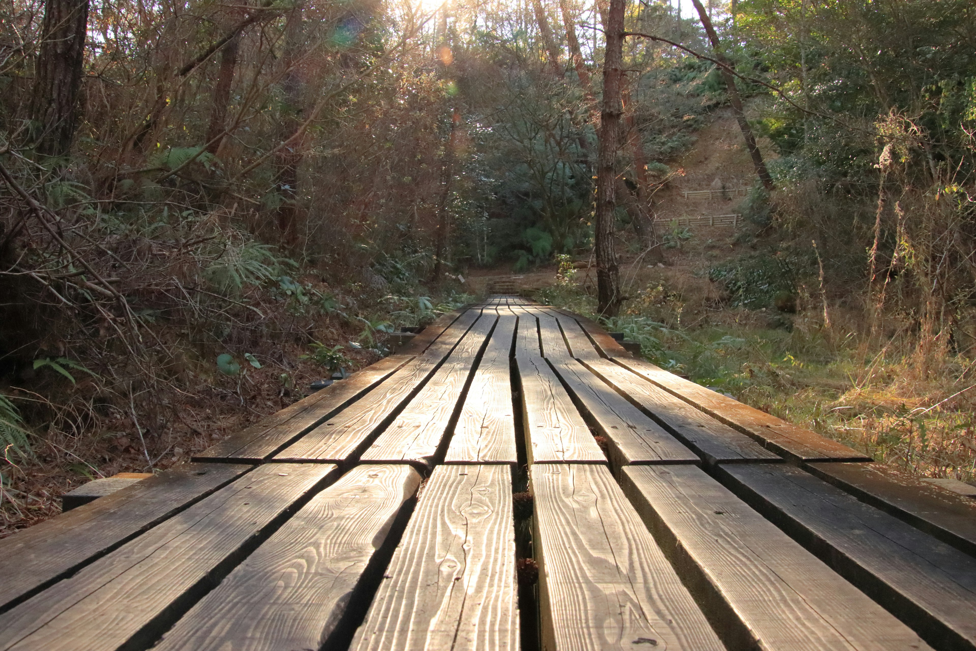 Sentier en bois s'étendant à travers une forêt