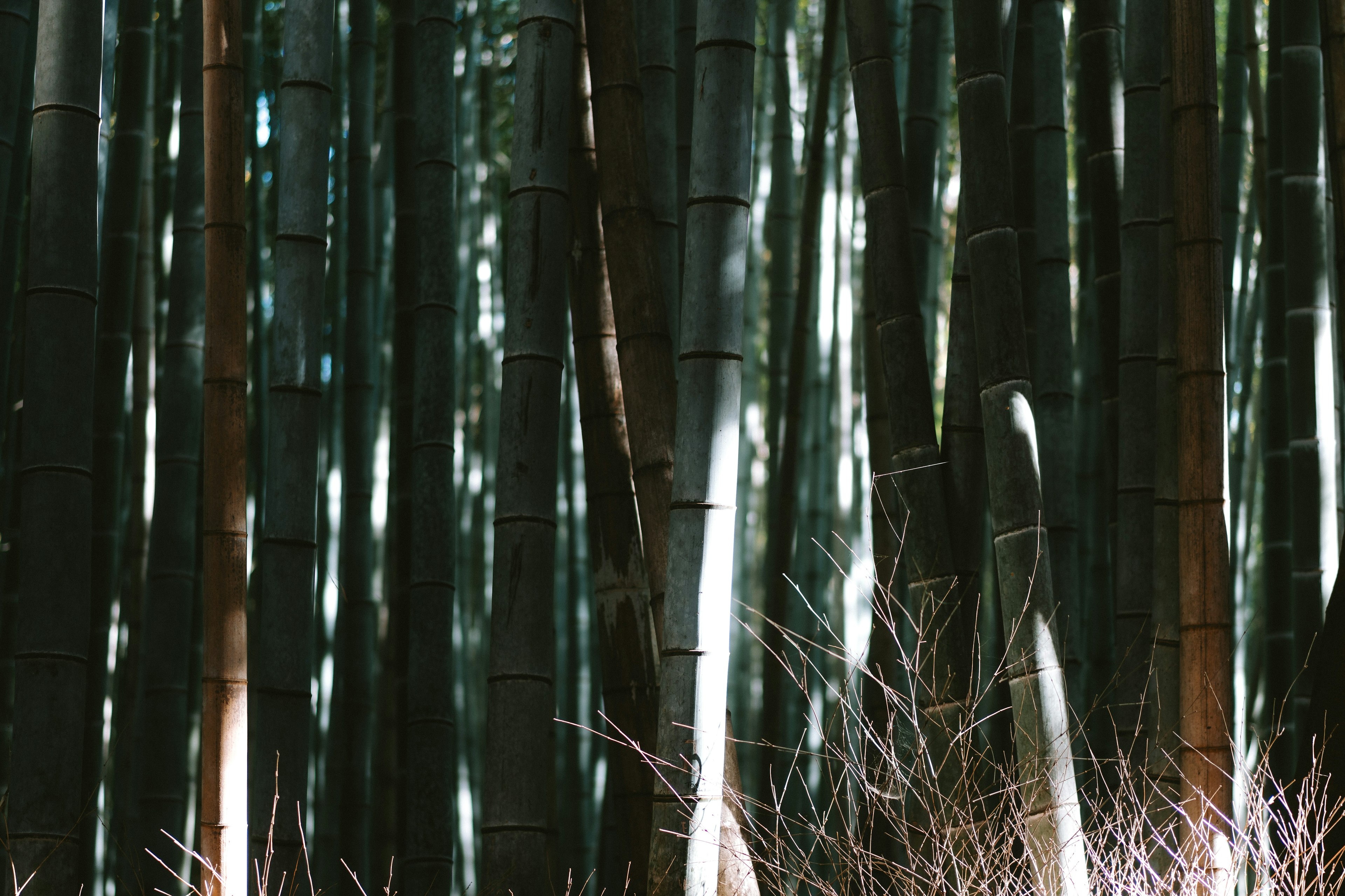 Foresta di bambù densa con steli verdi alti e luce soffusa