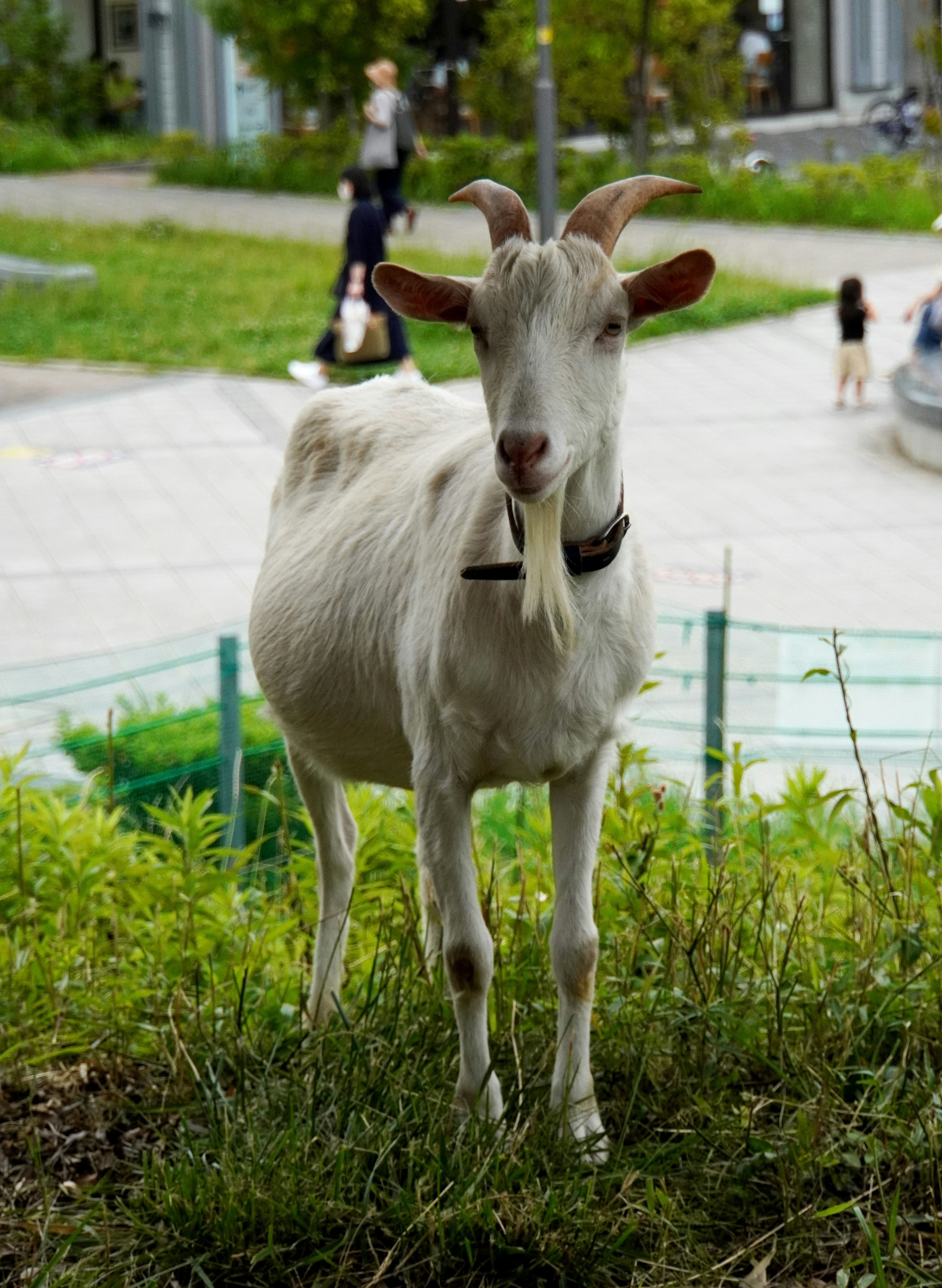 Seekor kambing putih berdiri di rumput dengan orang-orang berjalan di latar belakang