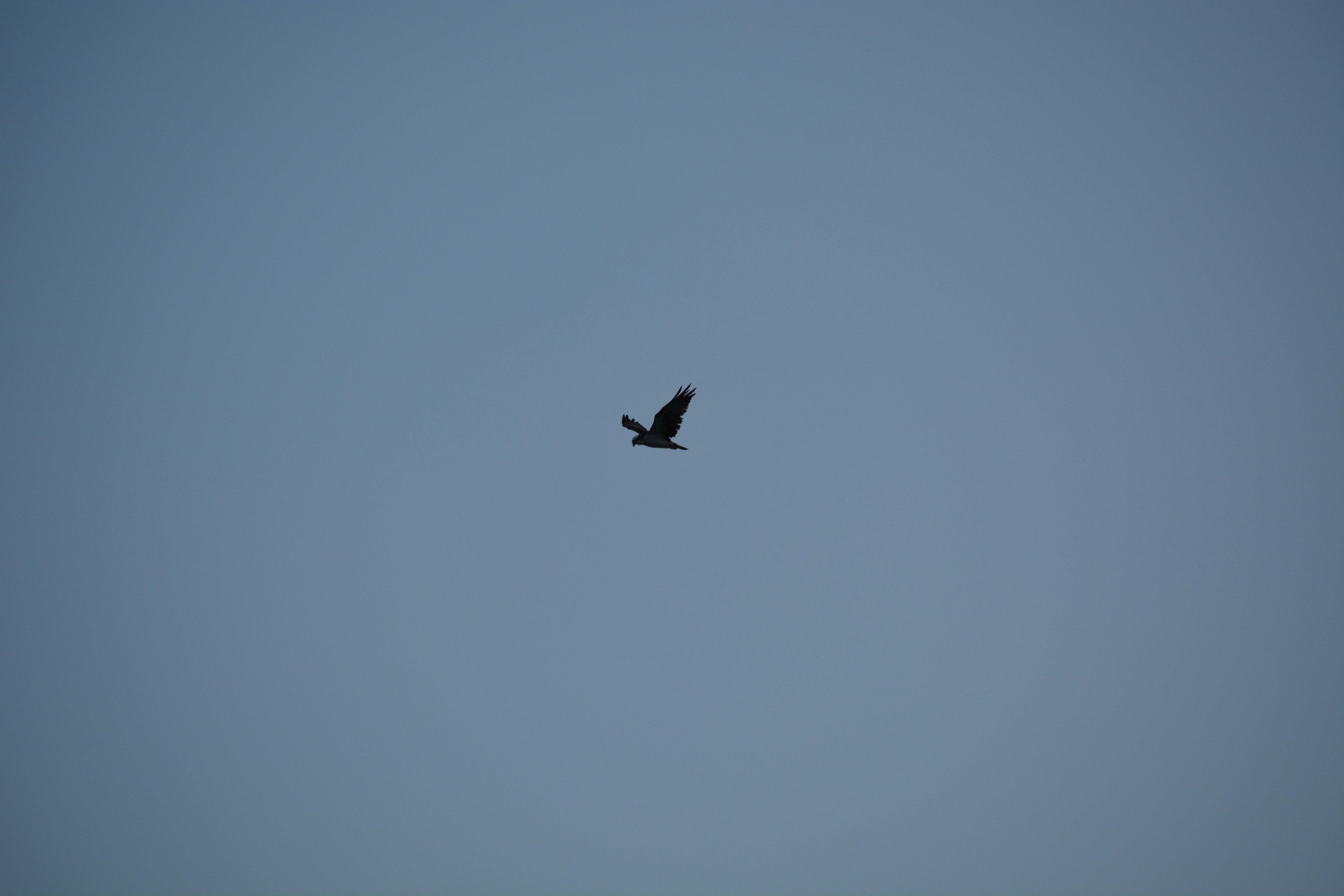 Un uccello nero che vola in un cielo blu