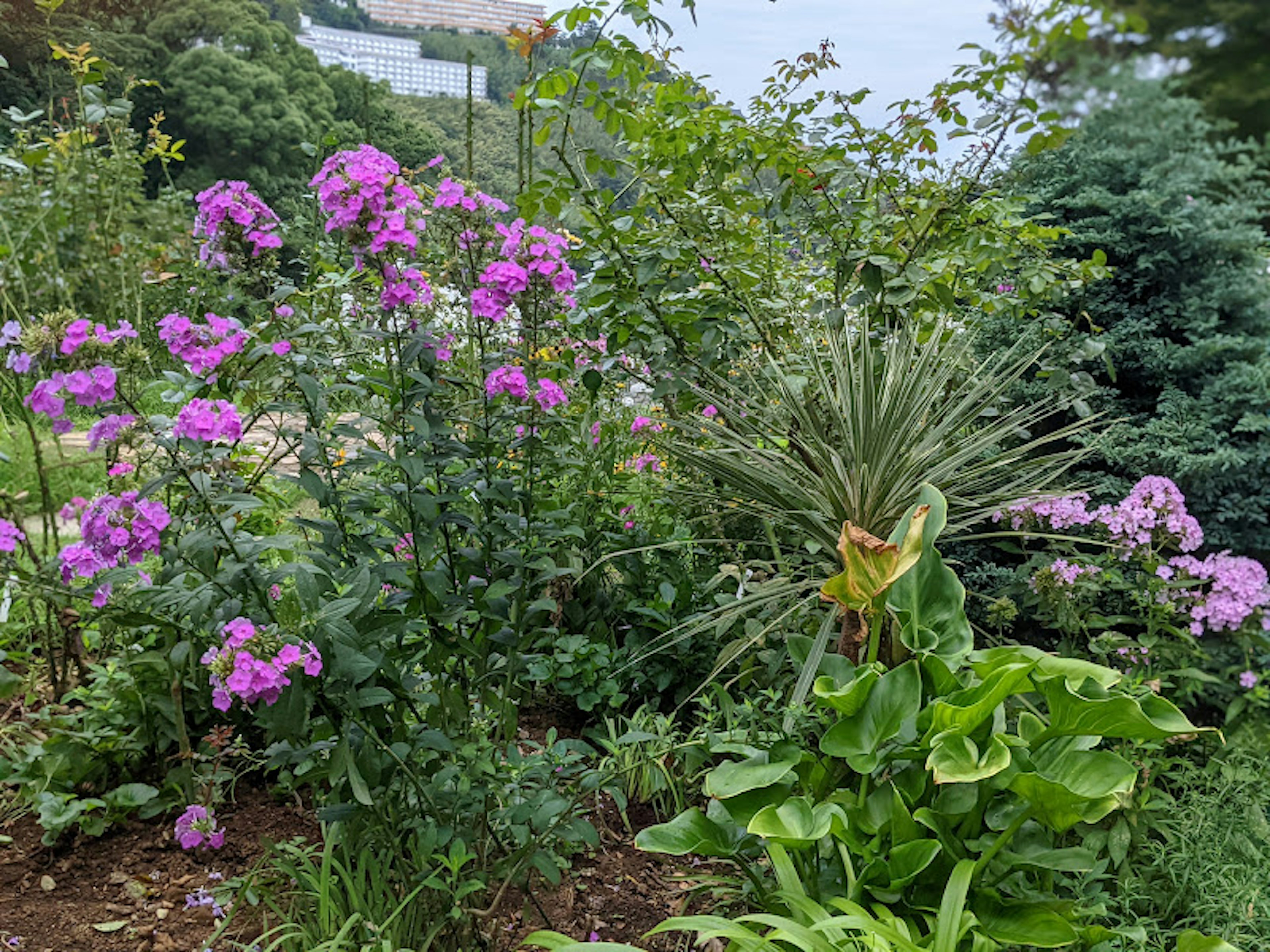 Una scena di giardino con fiori viola vivaci e piante verdi lussureggianti