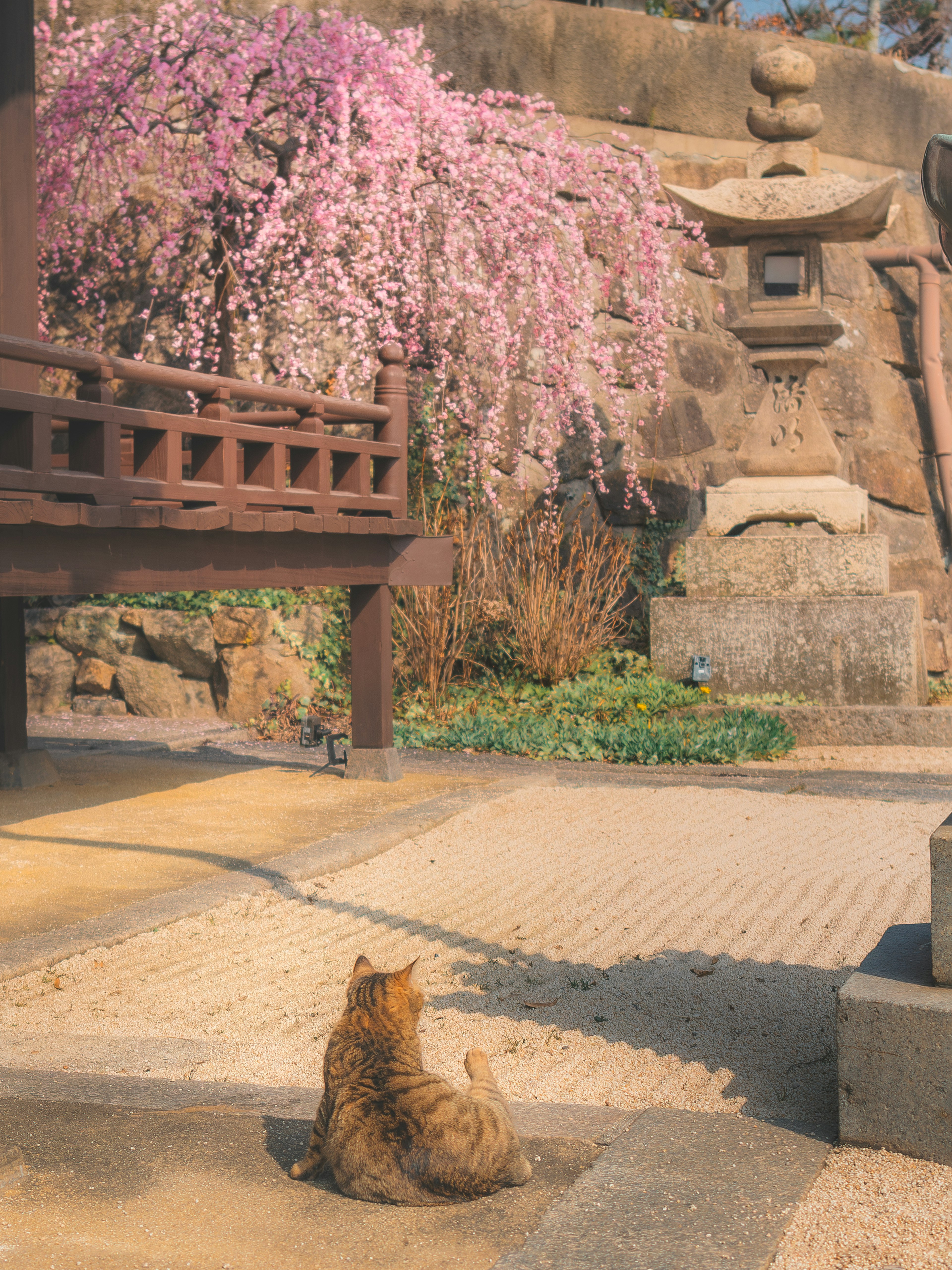 猫が桜の木の下で座っている風景