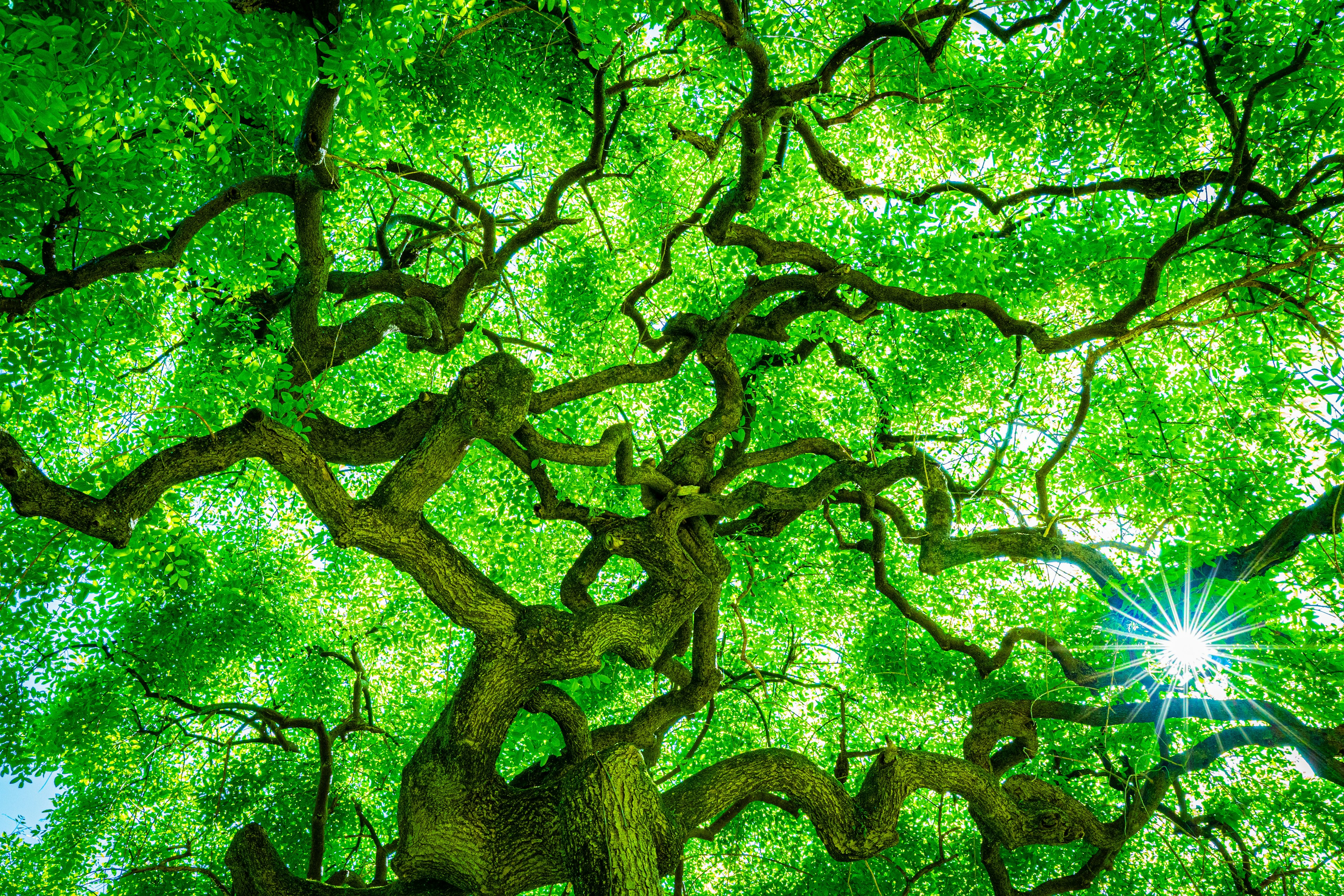 Patrones intrincados de ramas de árbol cubiertas de hojas verdes con luz solar