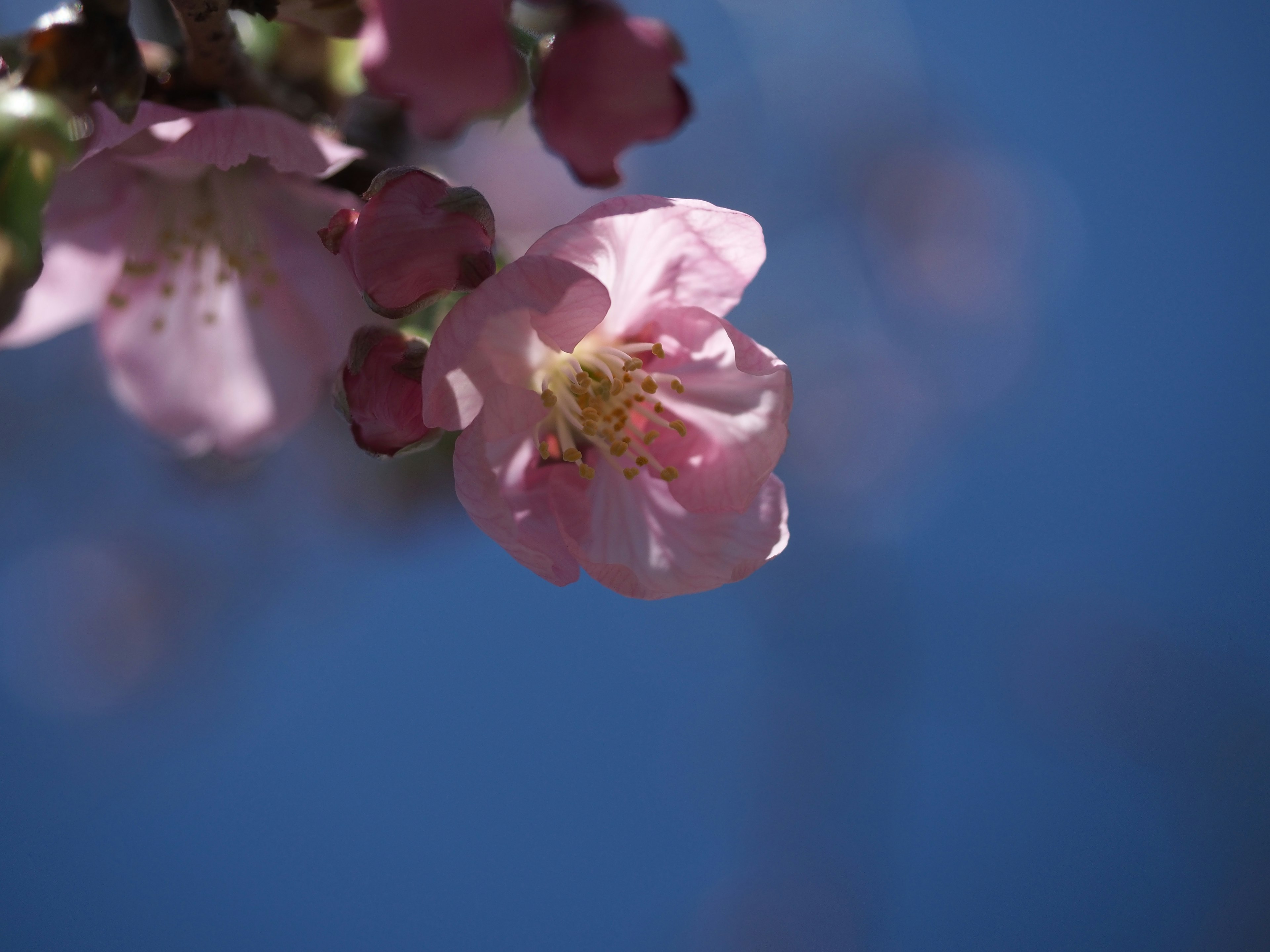 Rama con flores rosa claro contra un cielo azul