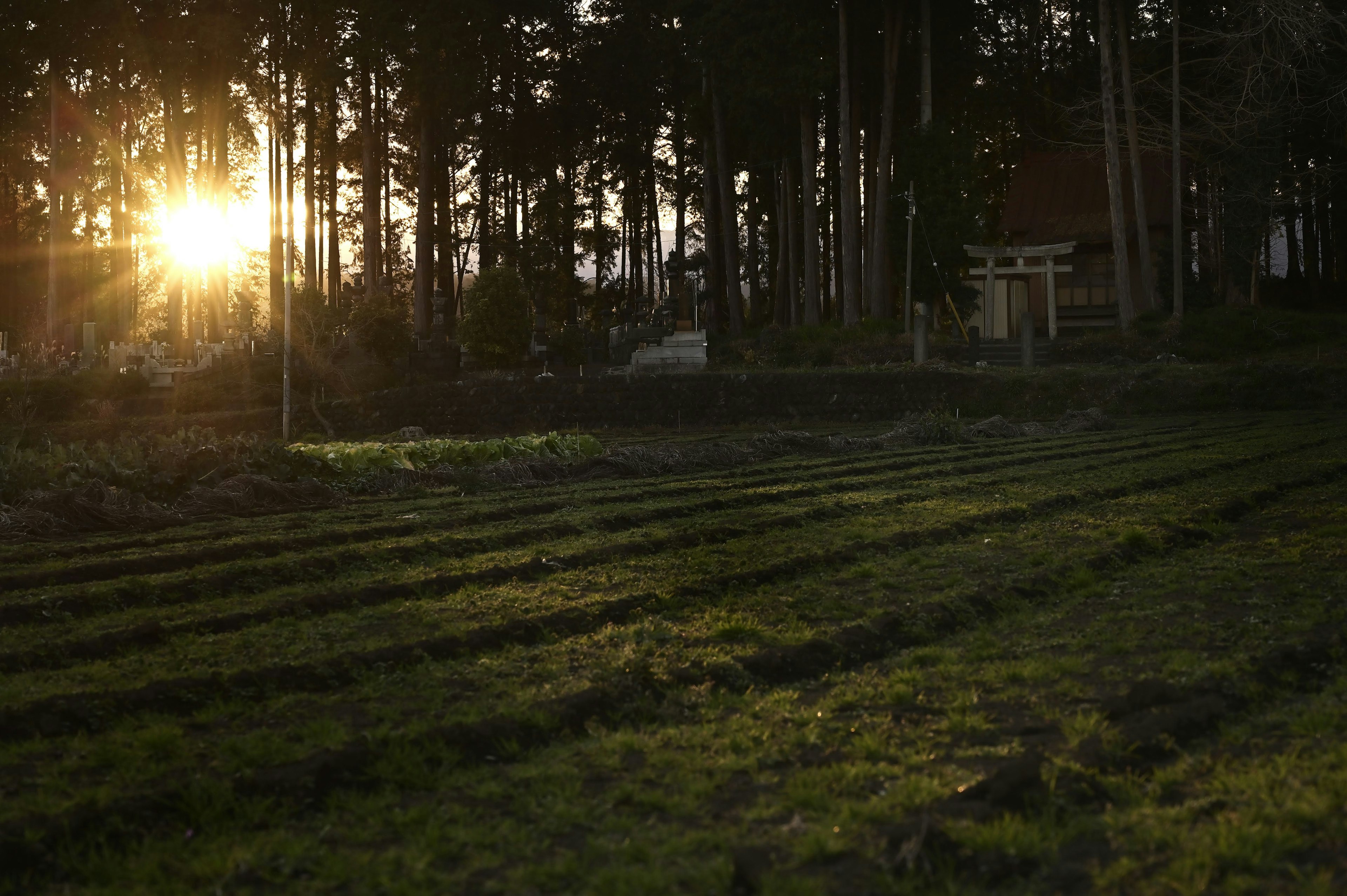 Coucher de soleil illuminant un champ avec des rangées et des arbres