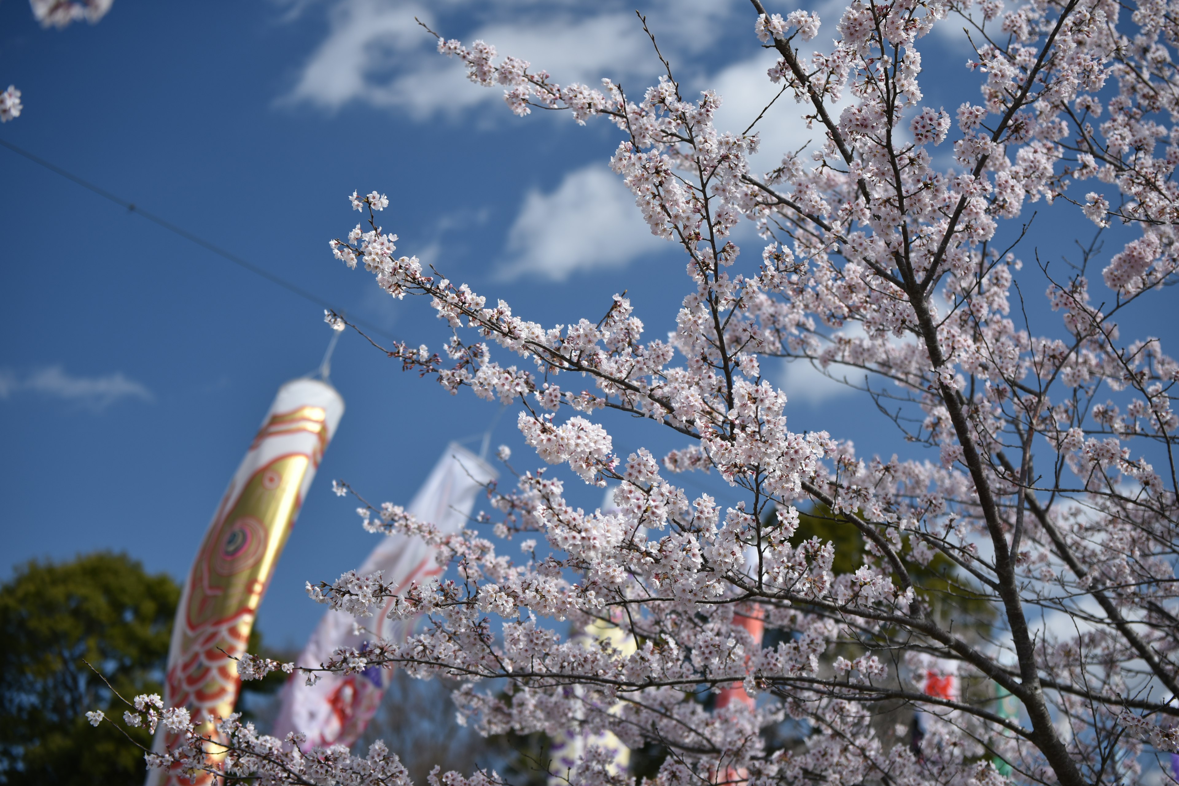 Arbre de cerisier avec des fleurs roses sous un ciel bleu avec des carpes en papier