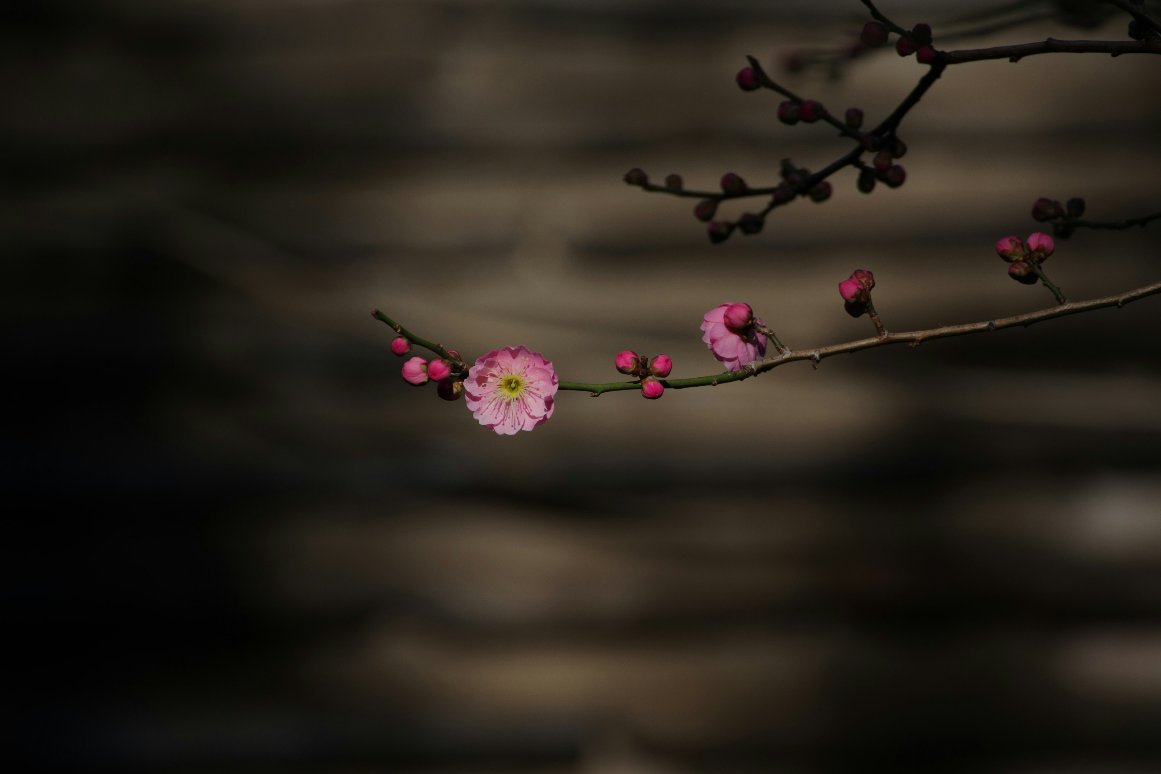 Kirschzweig mit rosa Blüten und Knospen vor einem dunklen Hintergrund