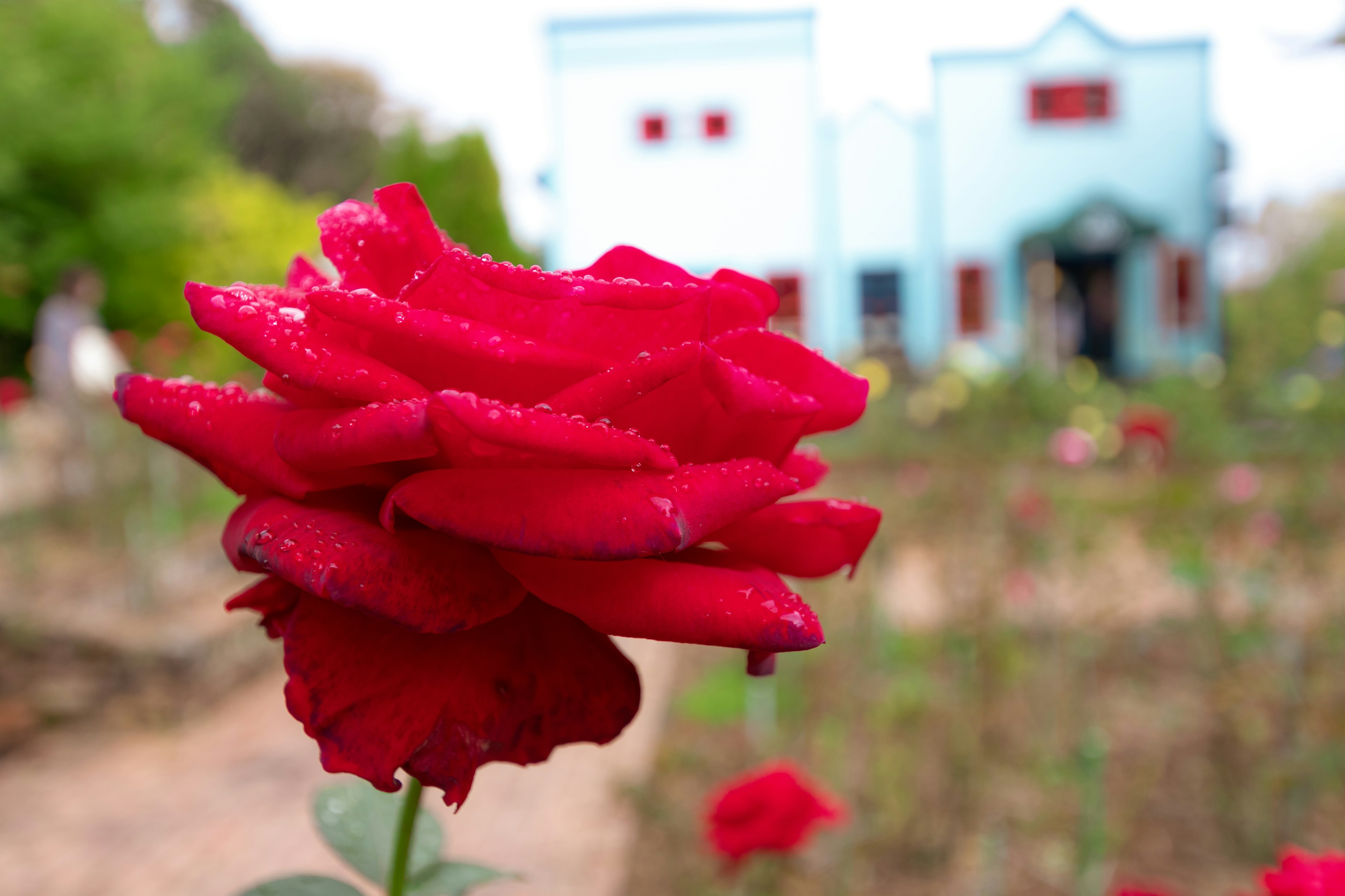 鮮やかな赤いバラの花が水滴をまとい背景に青い建物が見える