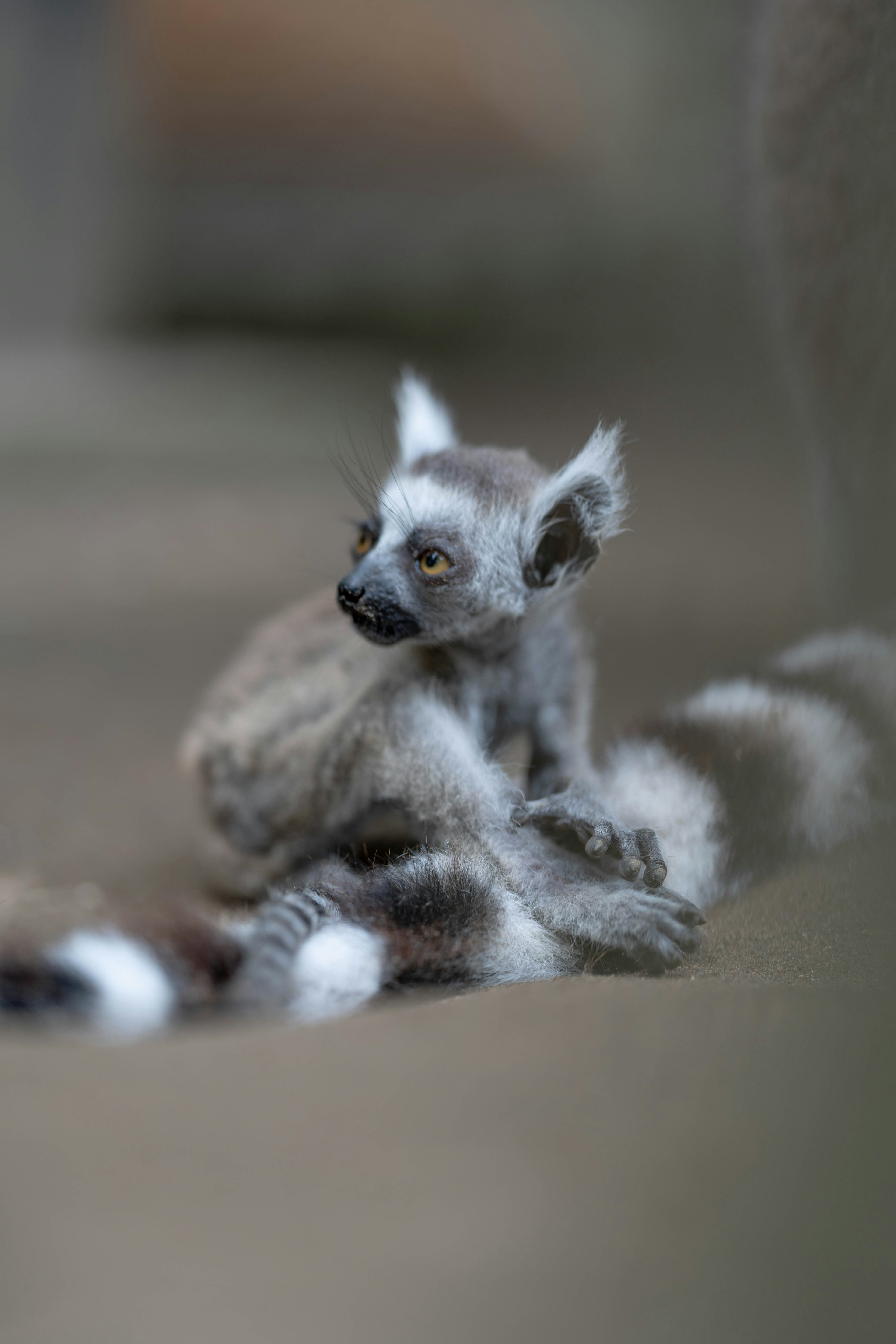 Un pequeño lémur de Madagascar descansando con su cola rayada visible