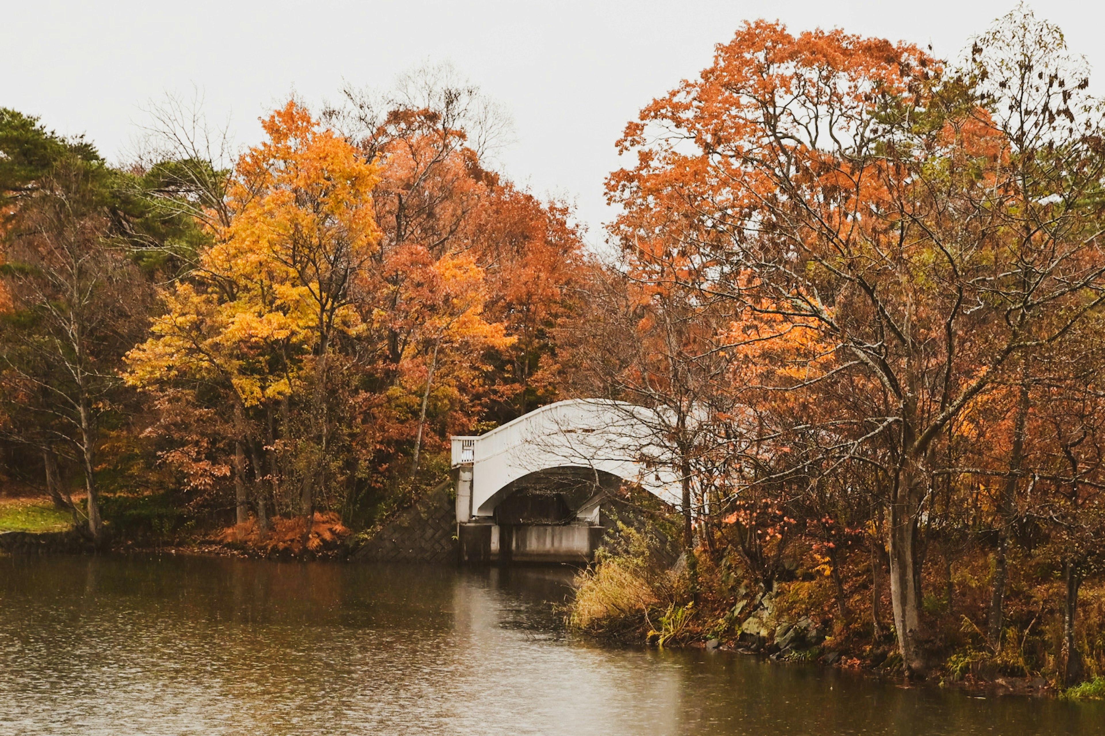 Une scène de étang serein avec des arbres aux couleurs d'automne et un petit pont