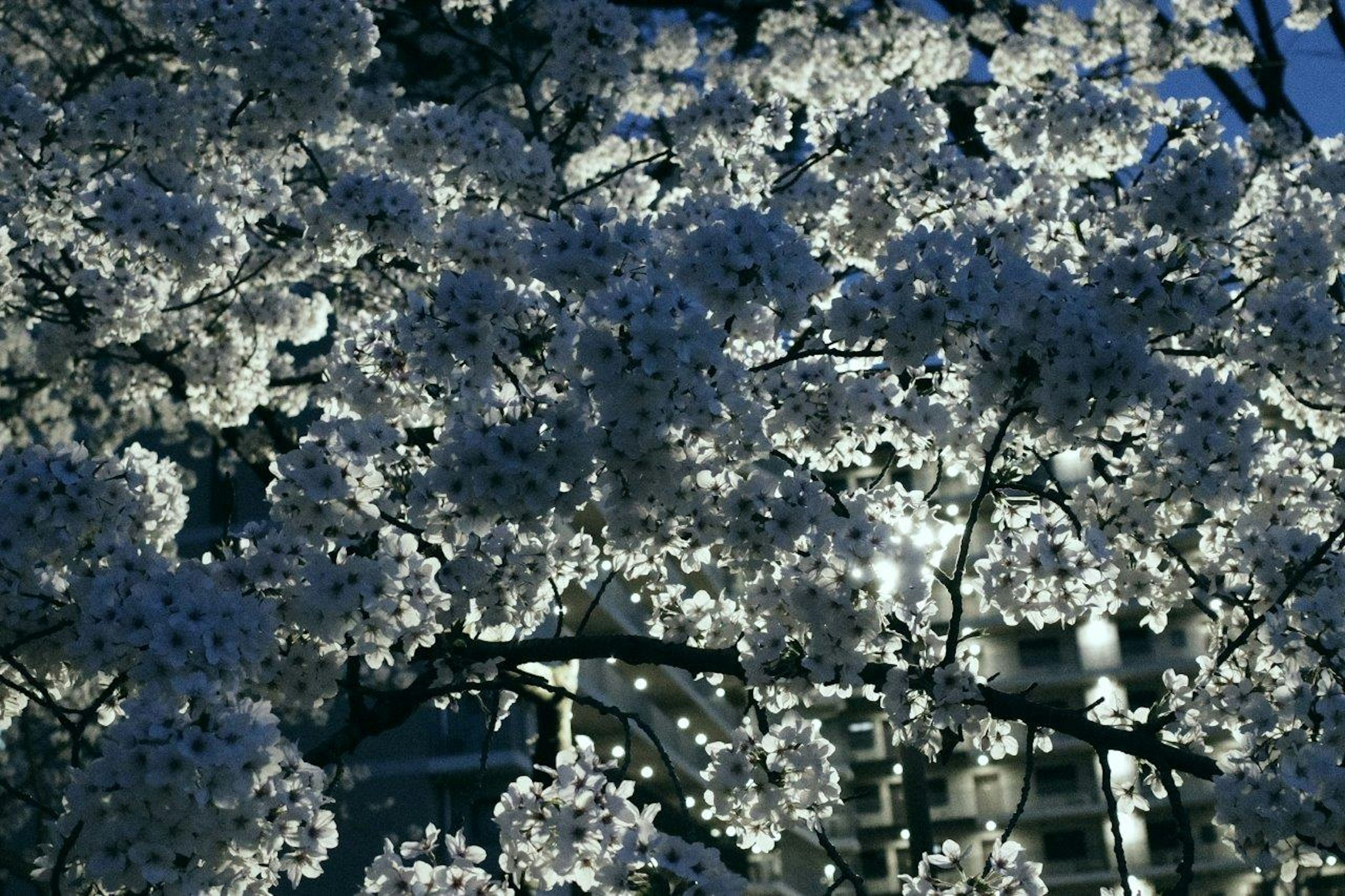 夜空に輝く桜の花が満開の様子