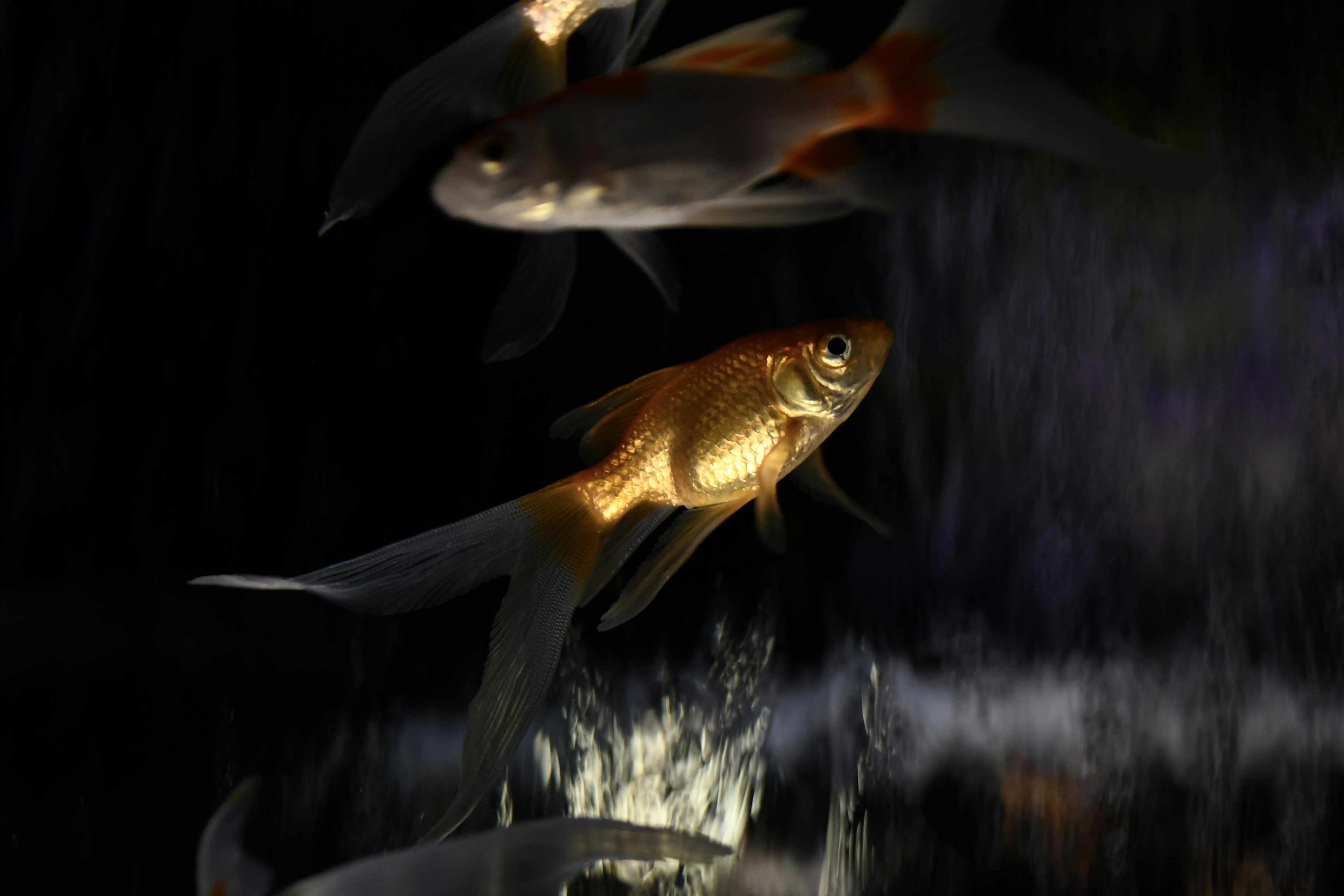 Goldfish swimming in dark water with other fish