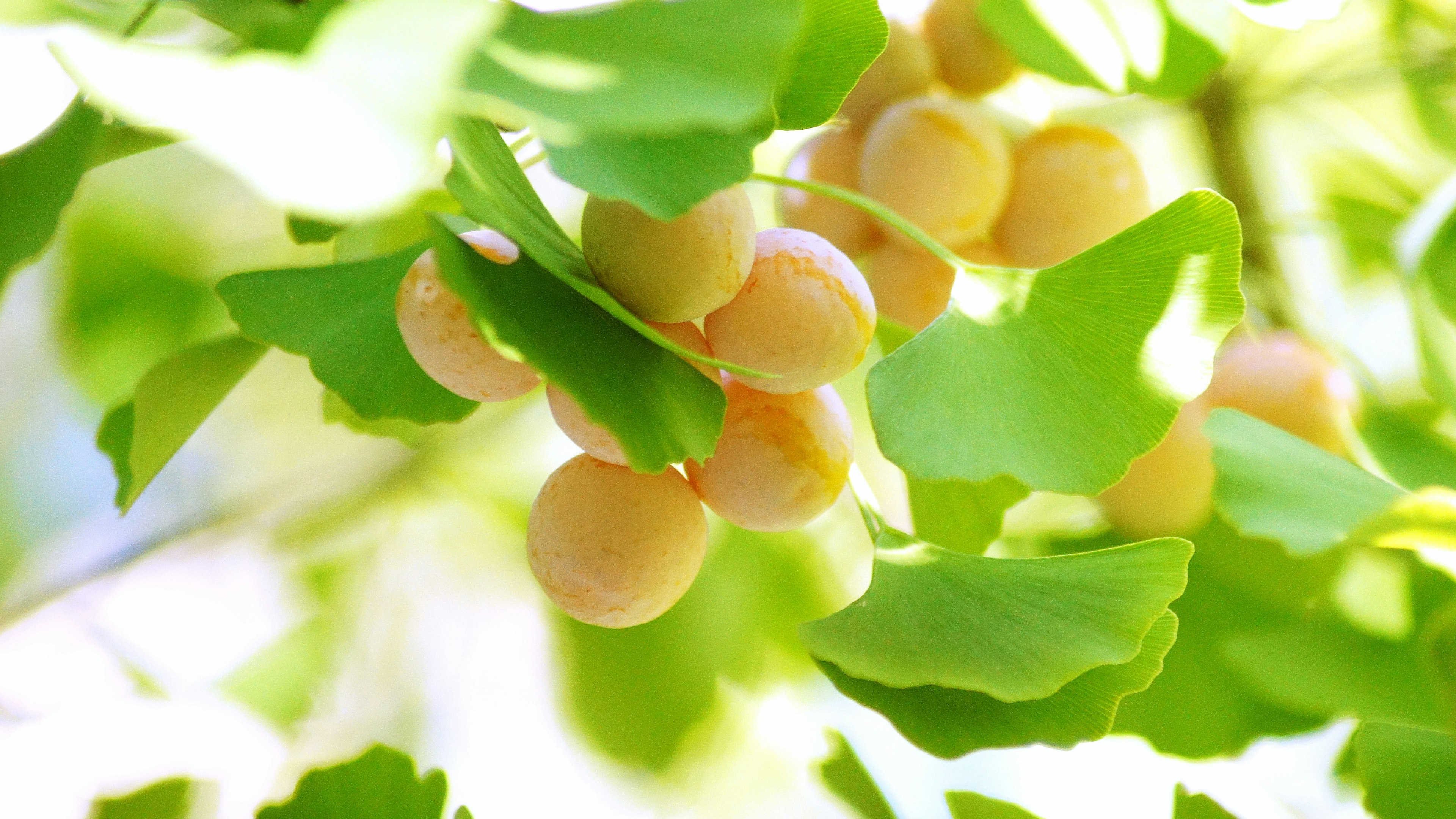 Gros plan de fruits jaunes parmi des feuilles de ginkgo