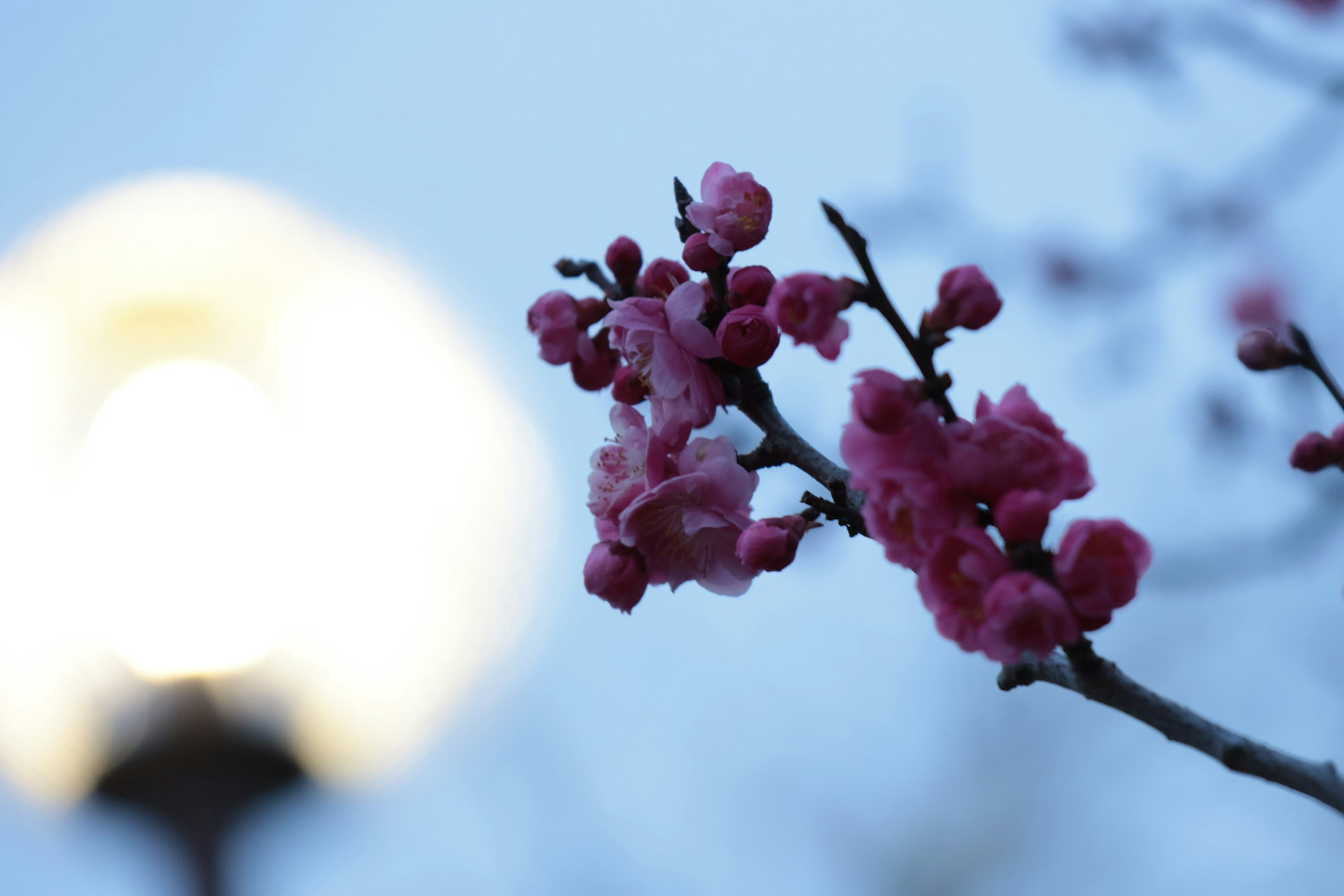 薄明かりの中に咲くピンクの花と街灯