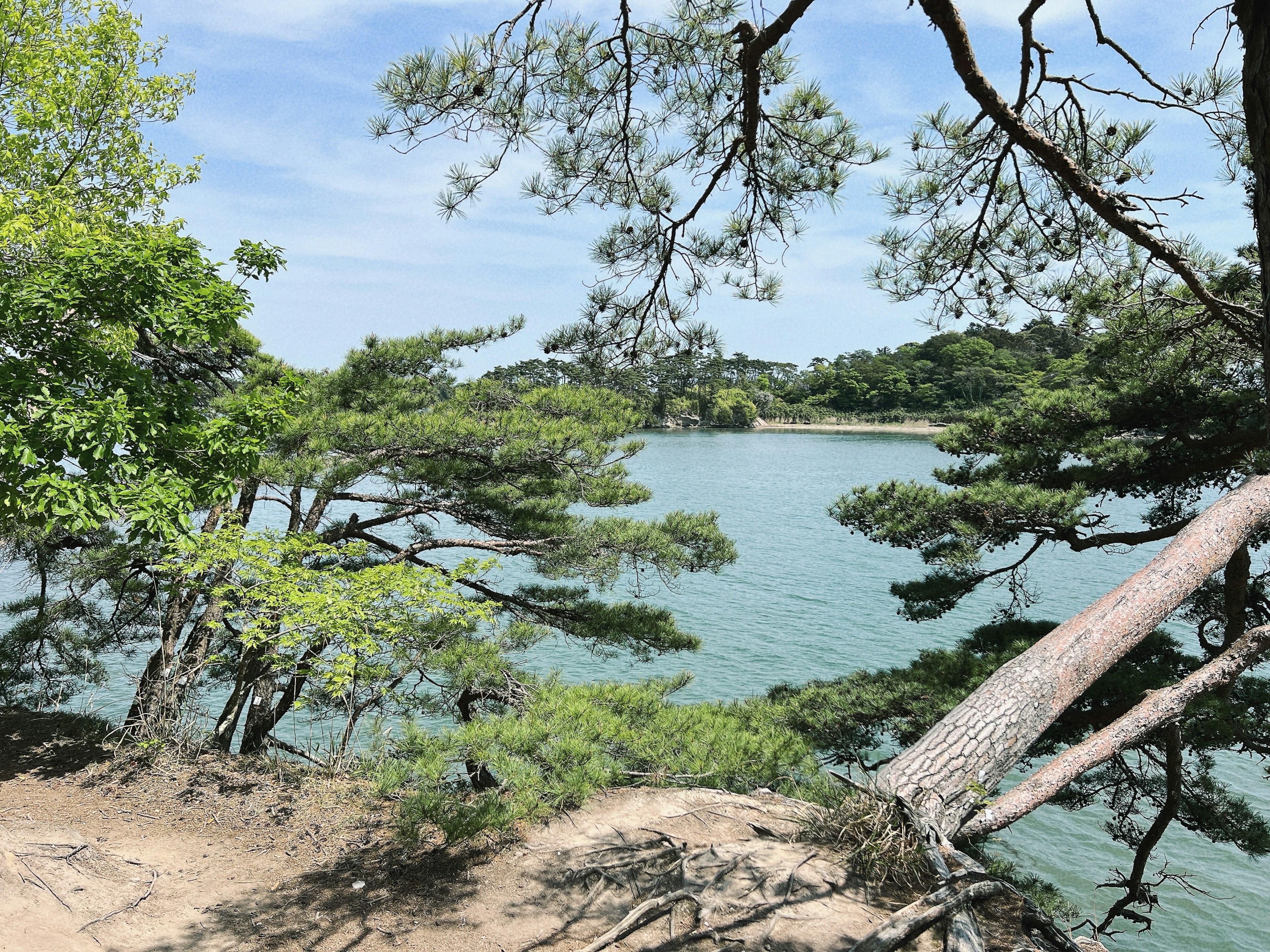 Lush trees and calm water surface in a scenic landscape