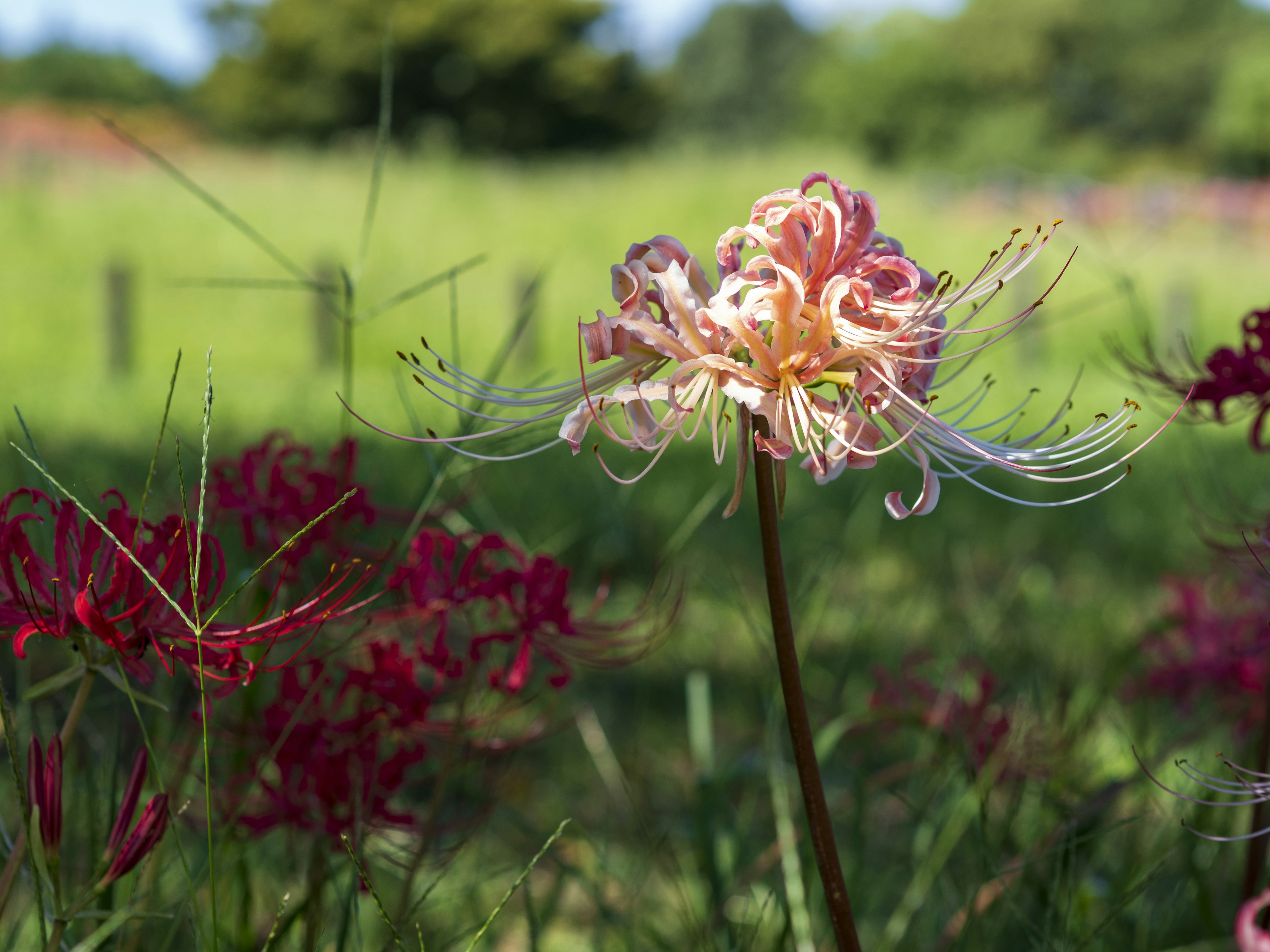 Rote und weiße Spinnenlilien blühen in einer grünen Wiese