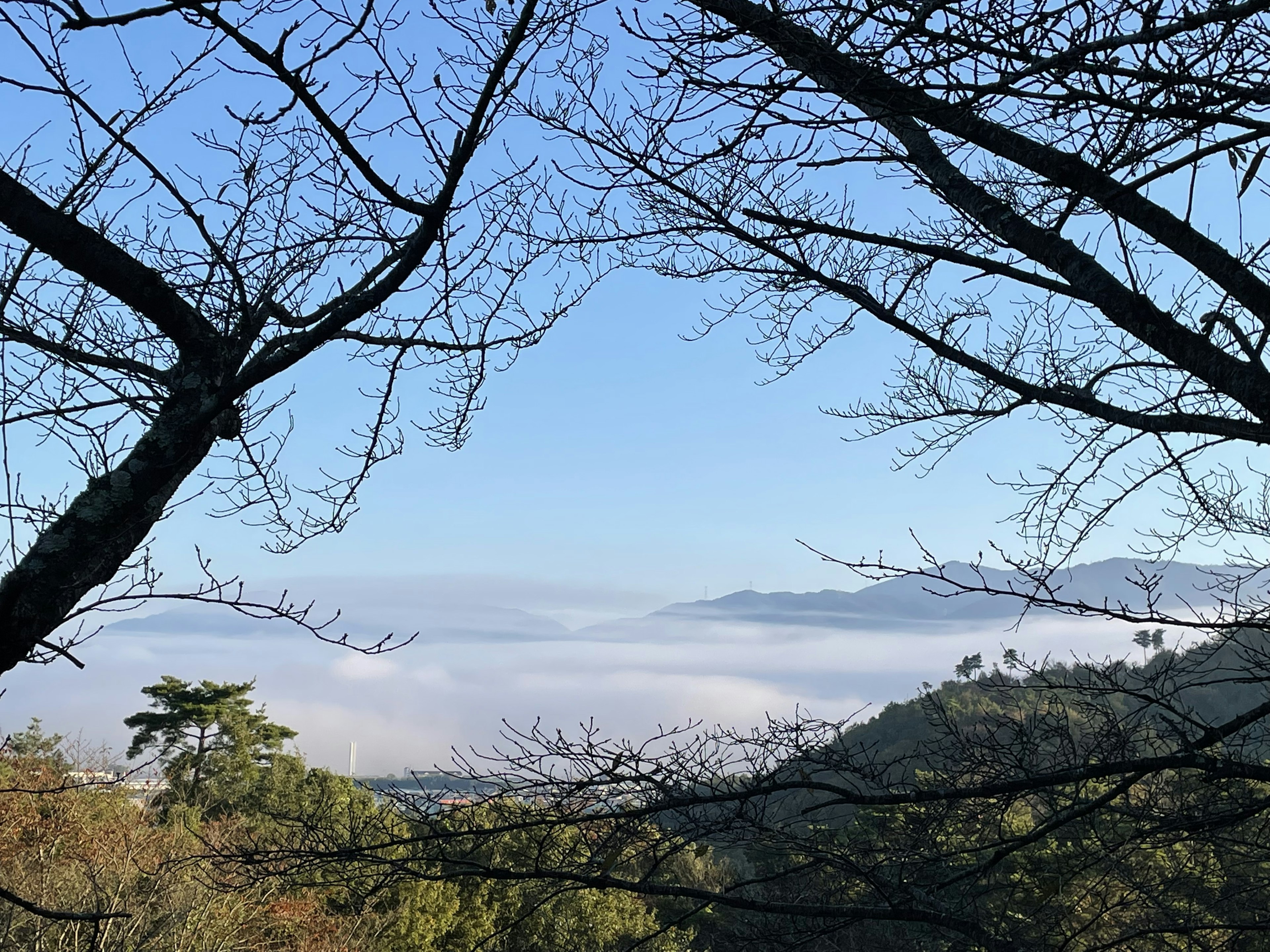 Silhouette d'arbres contre un ciel bleu et une mer de nuages