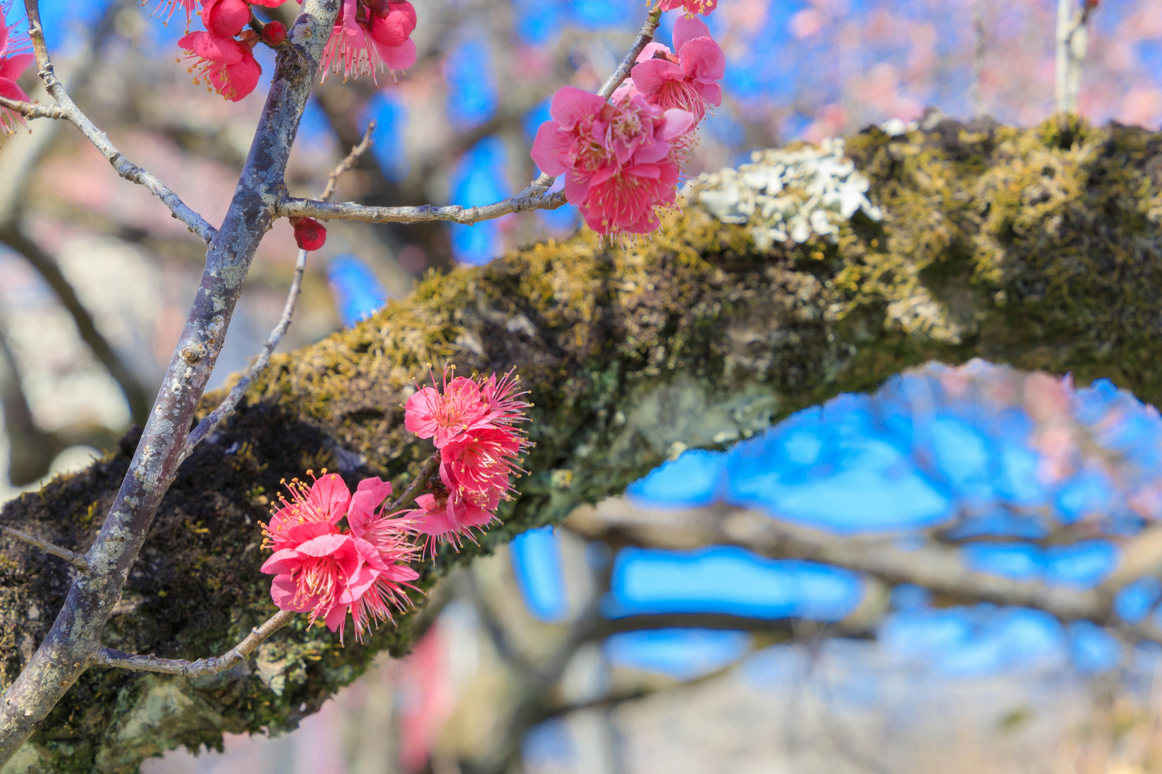 桃の花が咲く枝のクローズアップ　青空と苔のある幹が特徴的