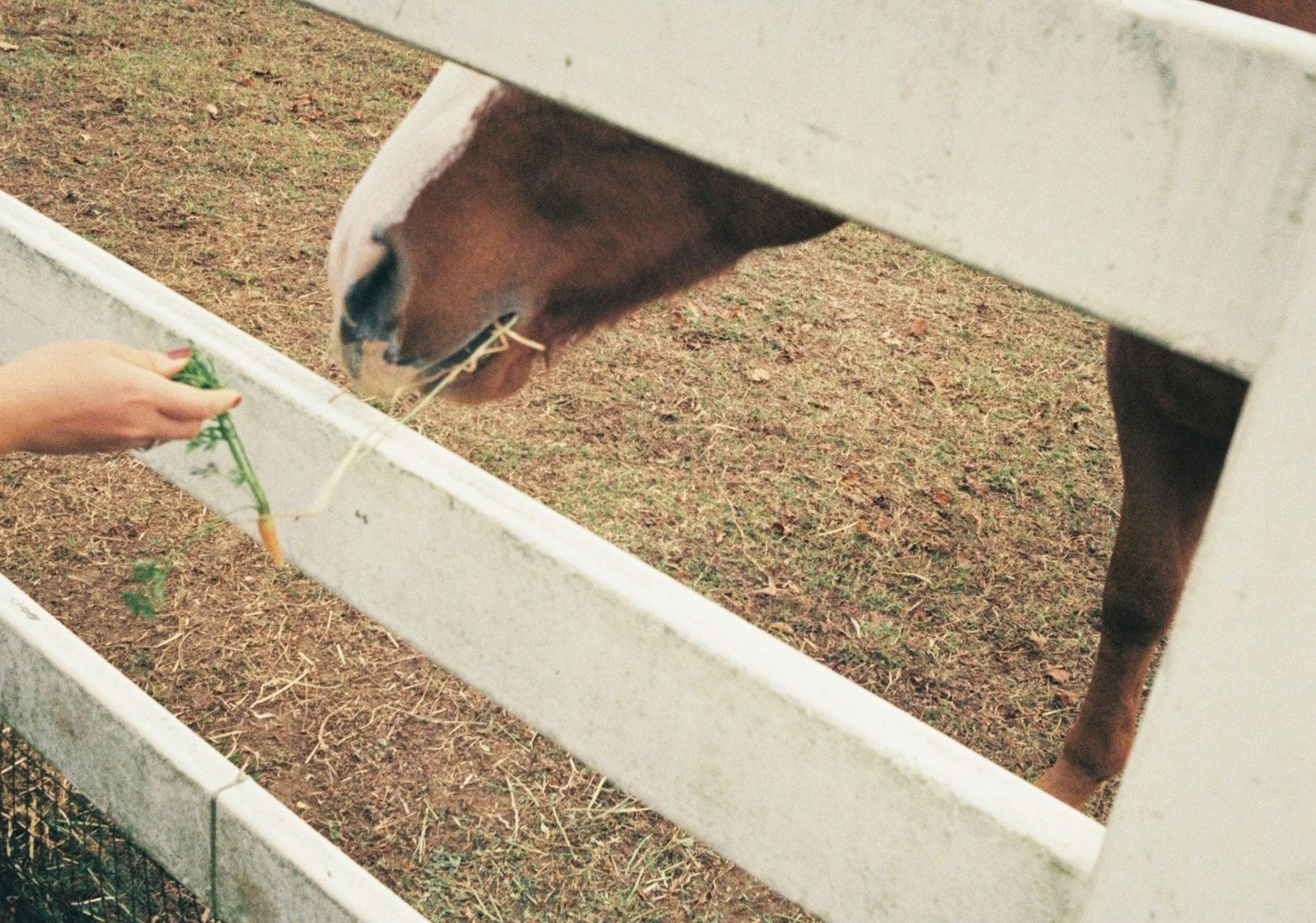 手を伸ばして草を与える馬と人の近接ショット