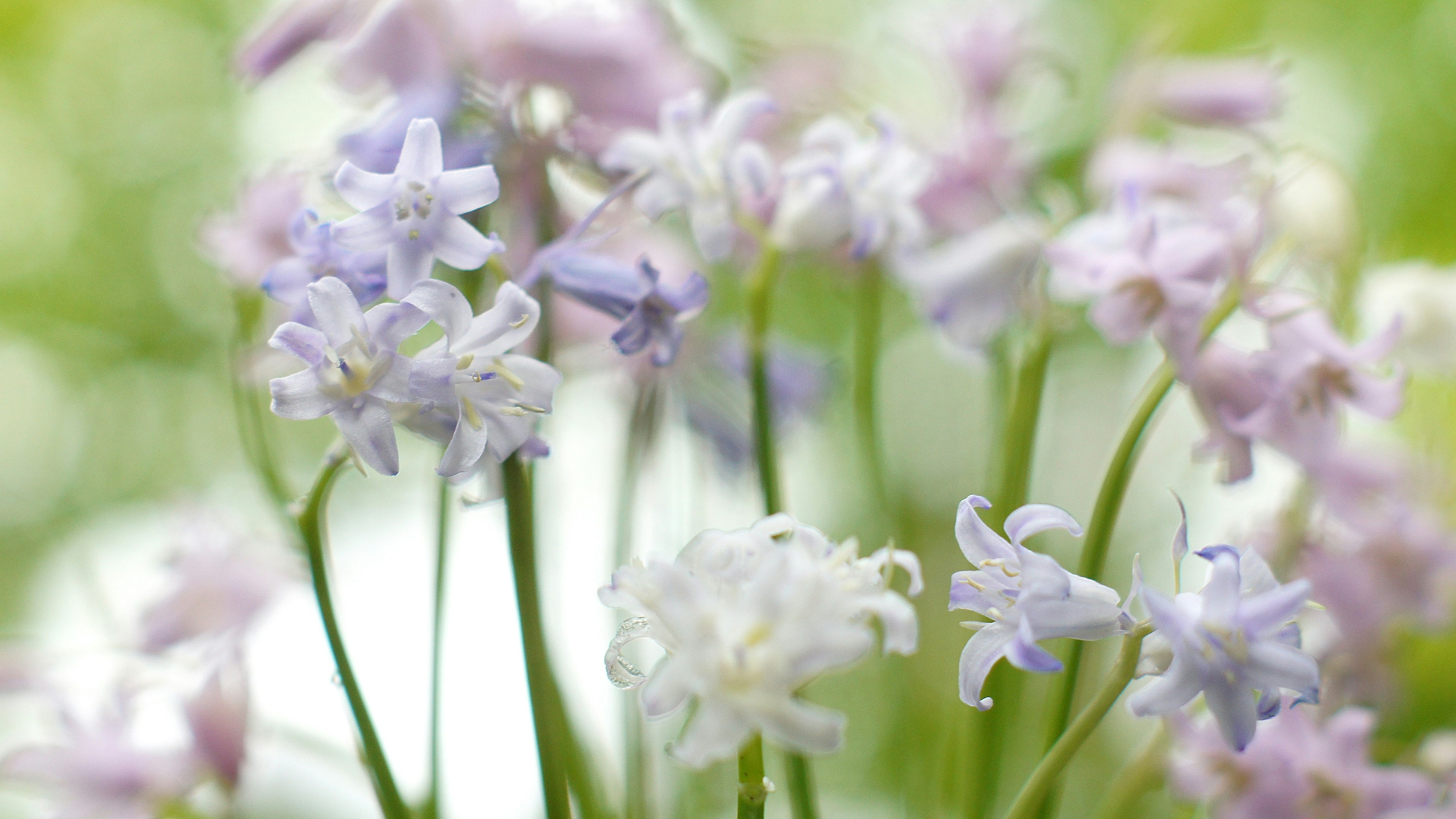 Racimos delicados de flores moradas y blancas con tallos verdes