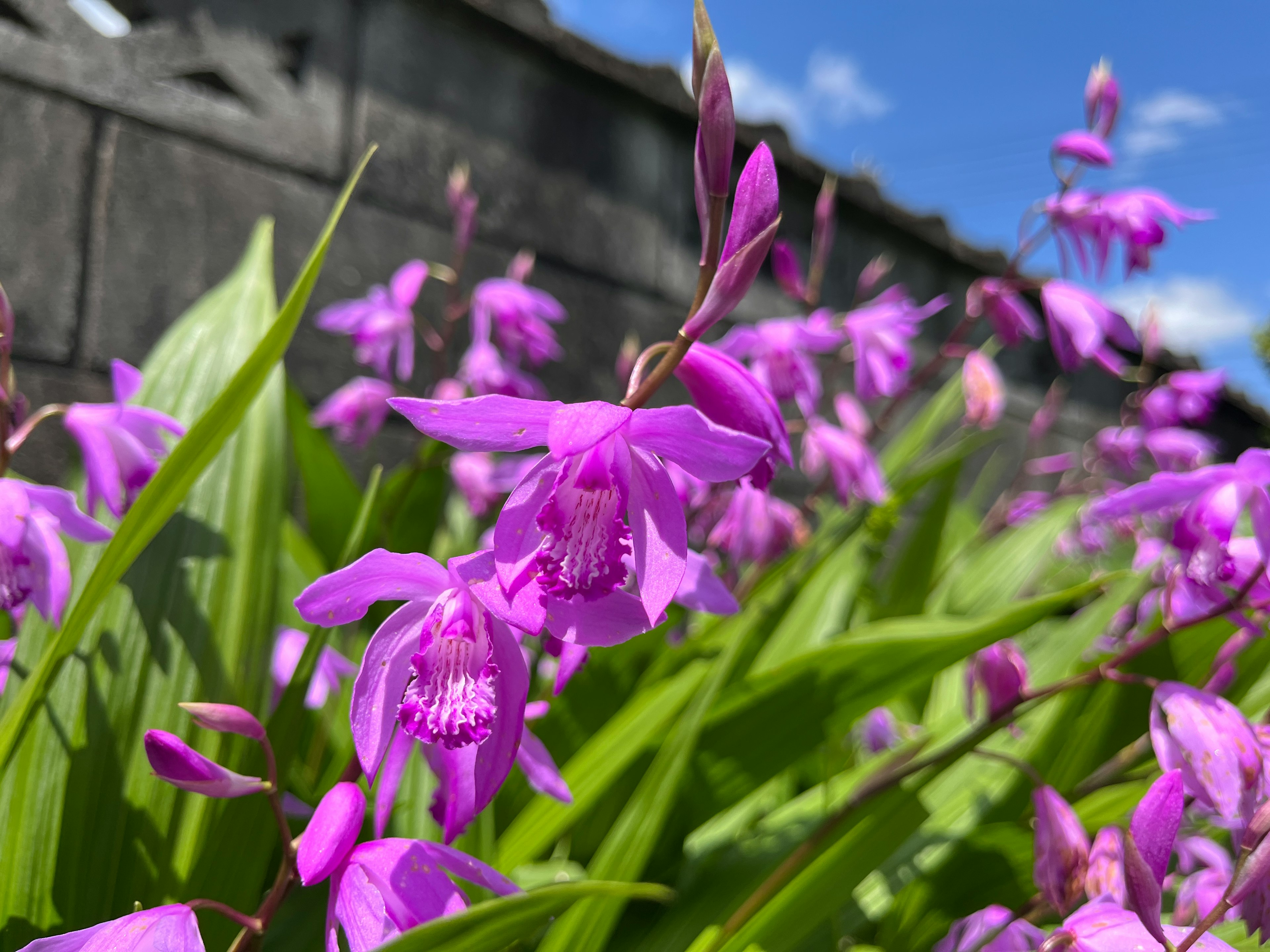 Bellissimo scenario di orchidee viola in fiore