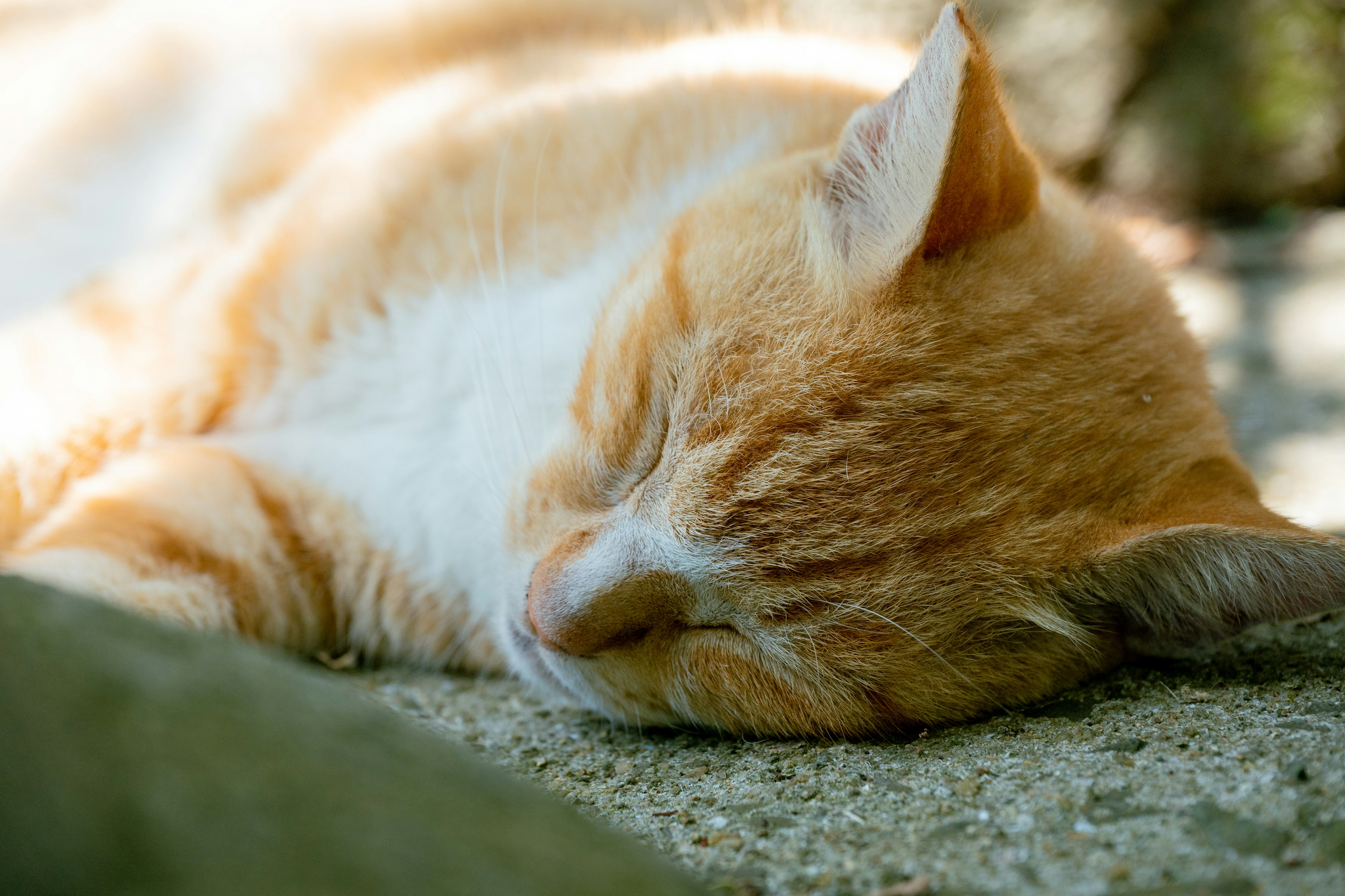 Gato naranja durmiendo pacíficamente en el suelo