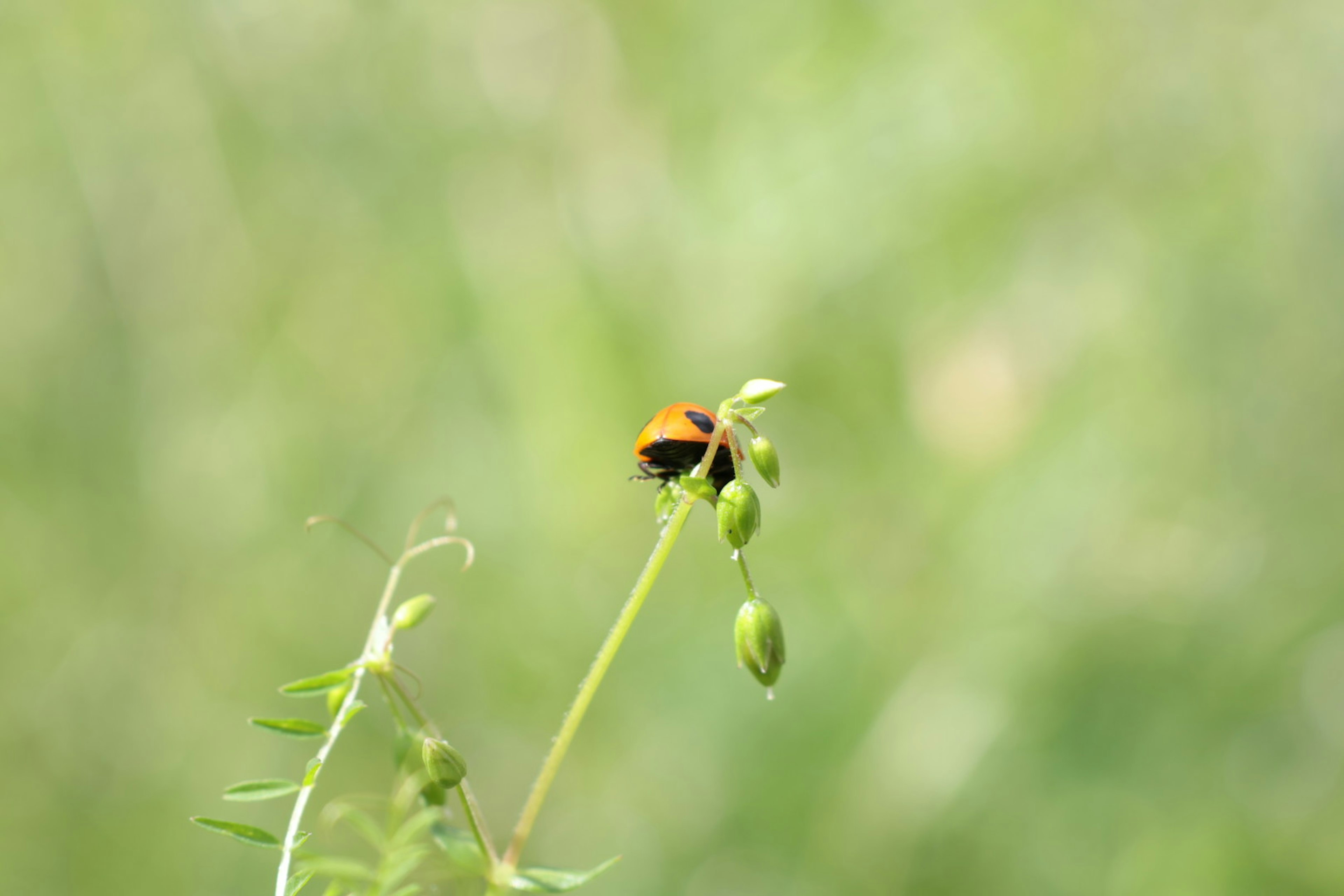 Un pequeño insecto en un tallo de planta verde con semillas jóvenes