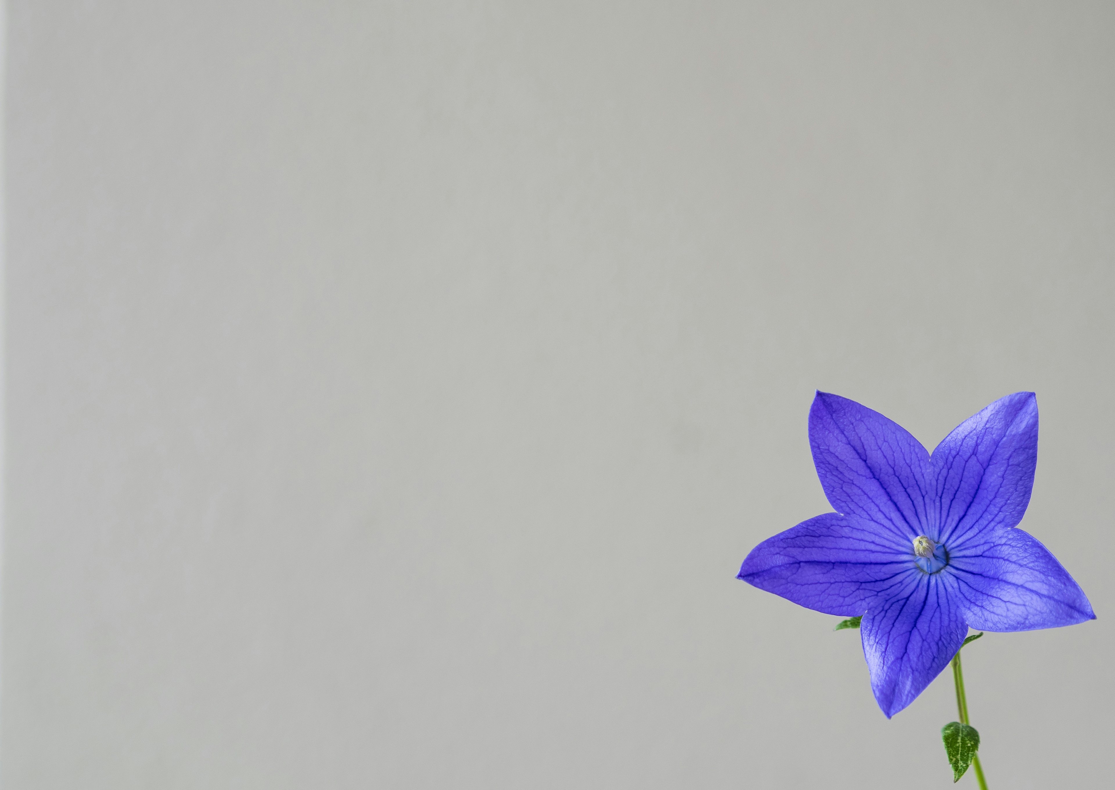 A single purple flower stands against a light gray background