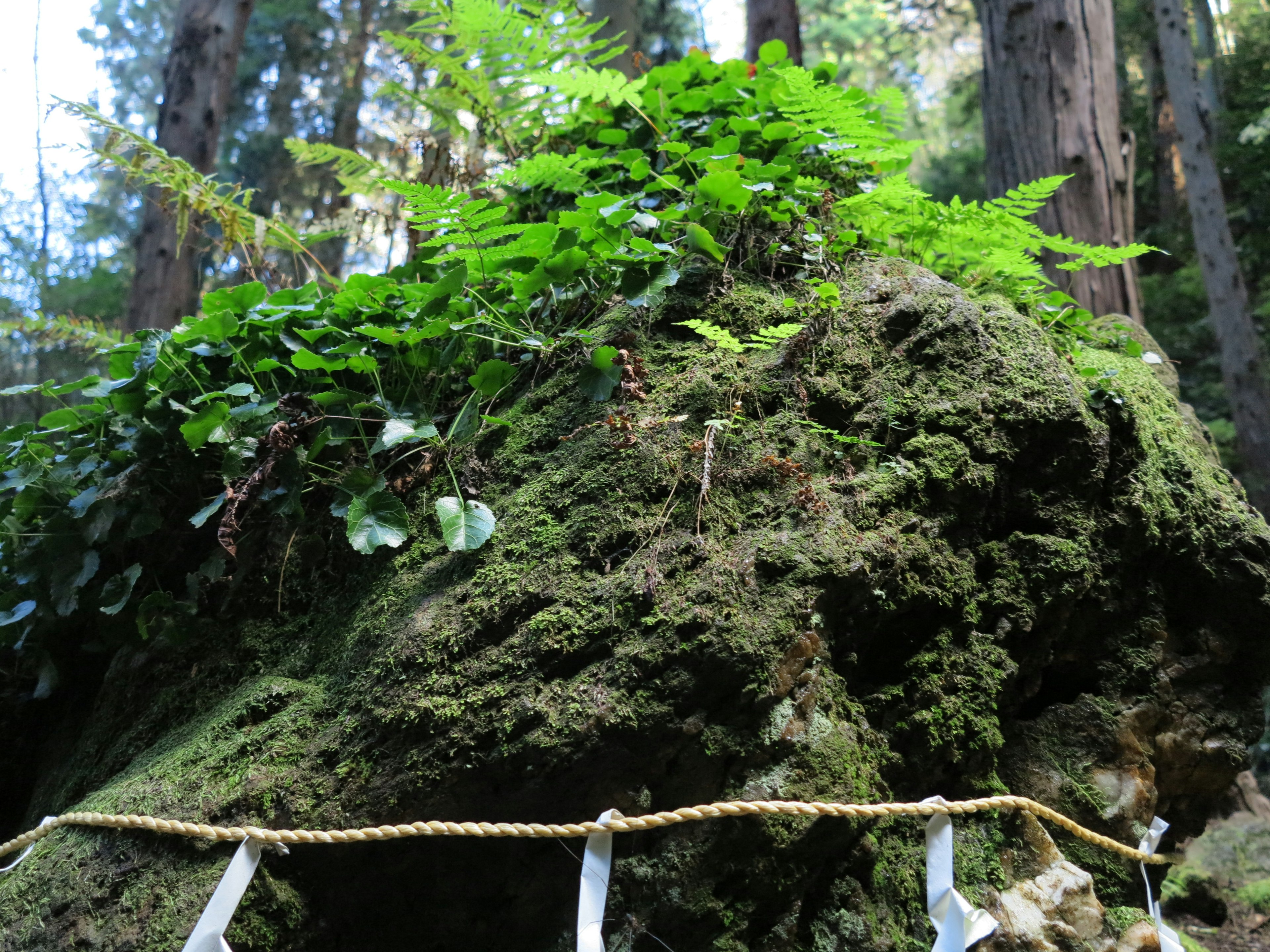 苔むした岩の上に生い茂る緑豊かな植物と周囲の木々