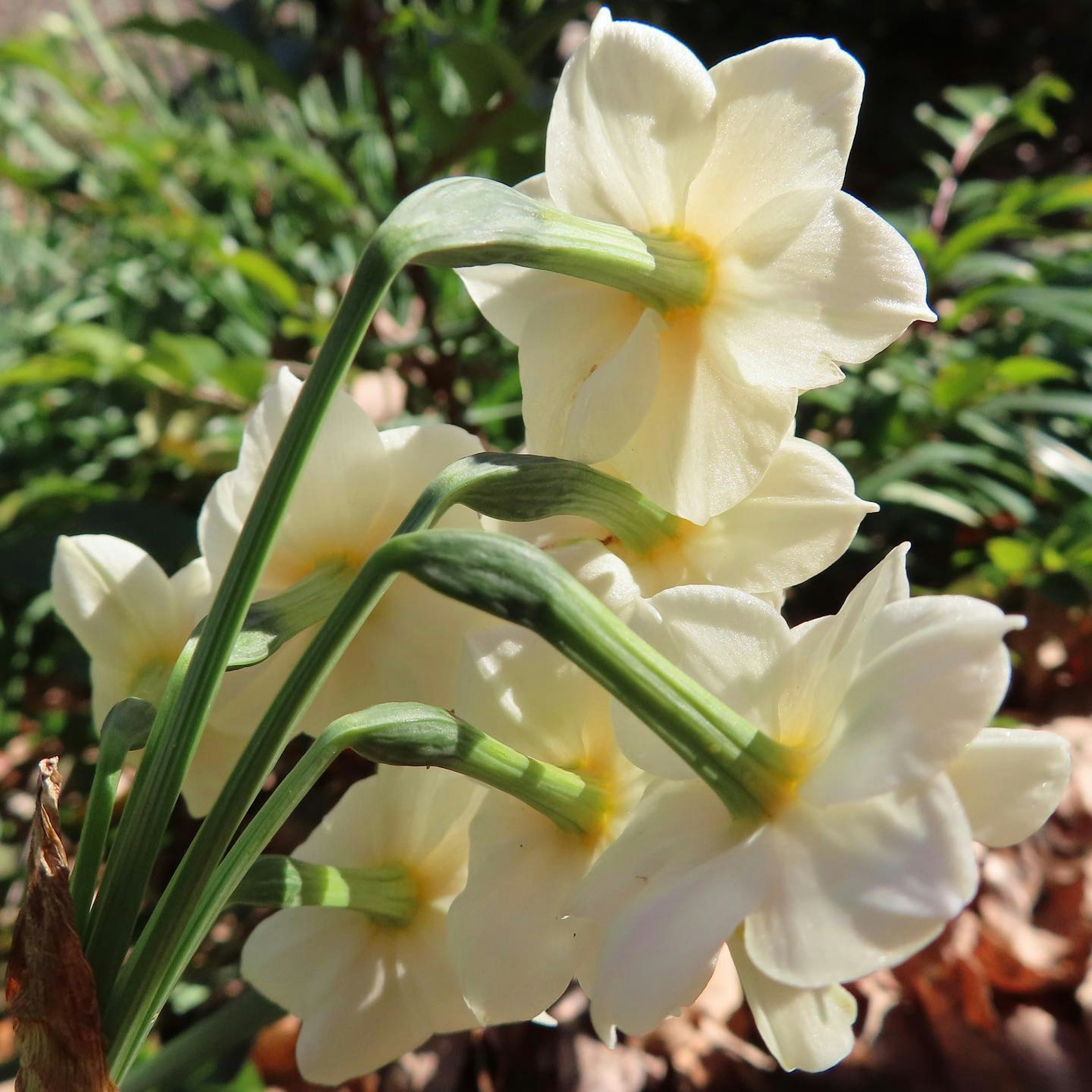 Groupe de fleurs blanches avec des centres jaunes