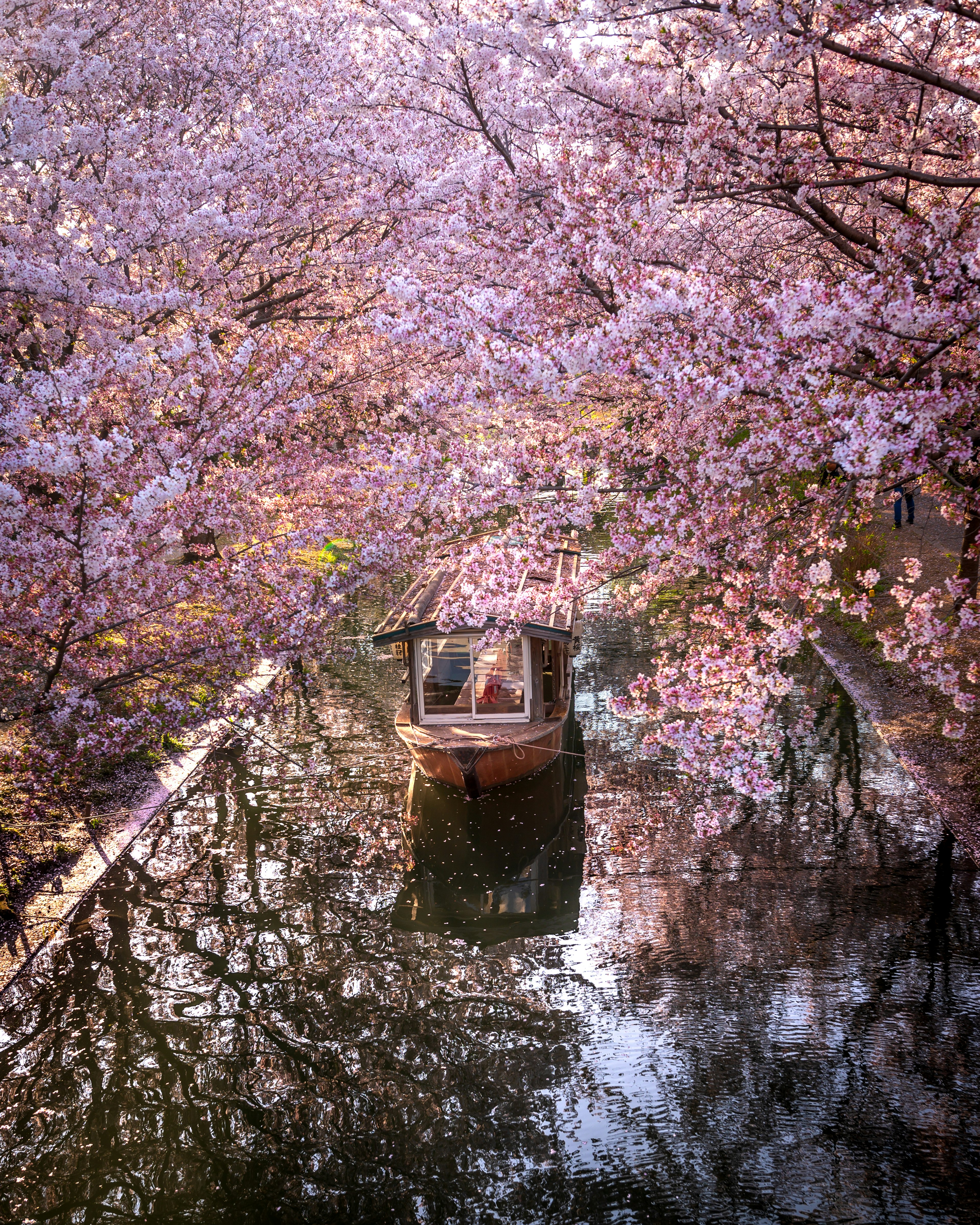 Hermosa escena de un pequeño bote flotando en un canal bordeado de cerezos en flor