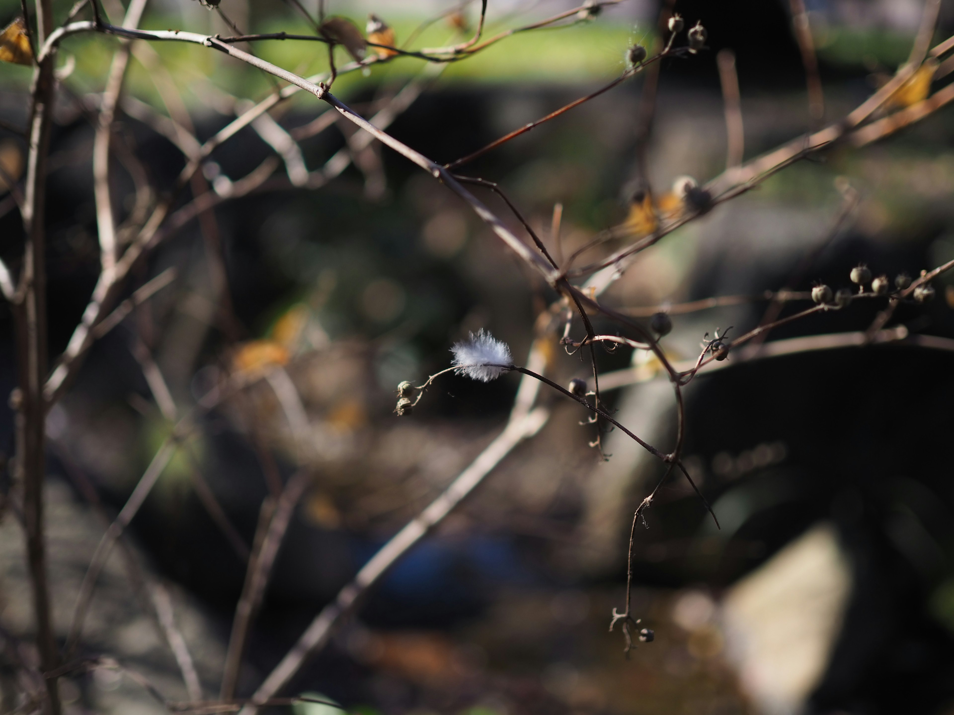 Thin branches and dried leaves against a blurred background