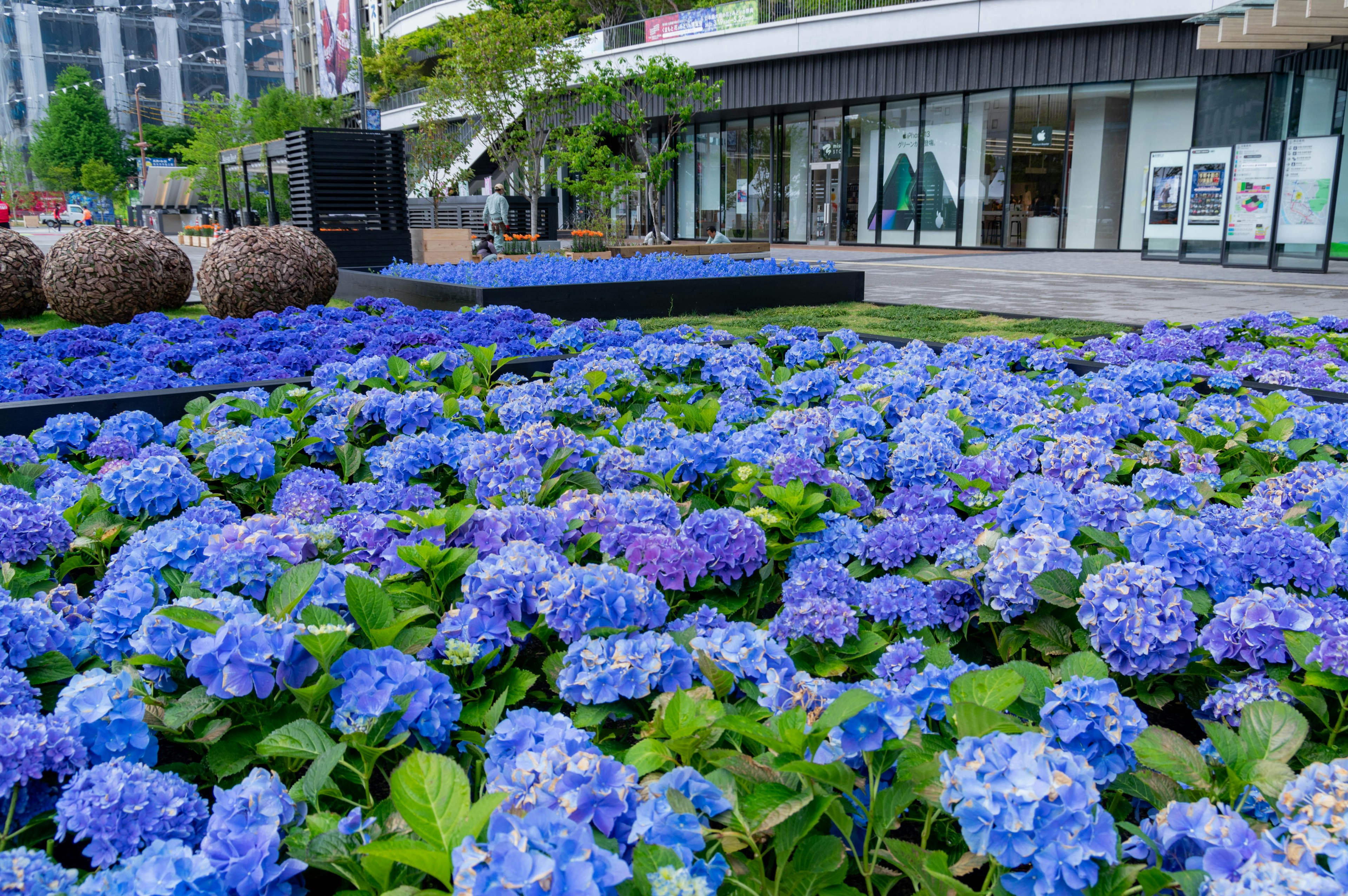 美しい青いアジサイが咲く庭園の風景