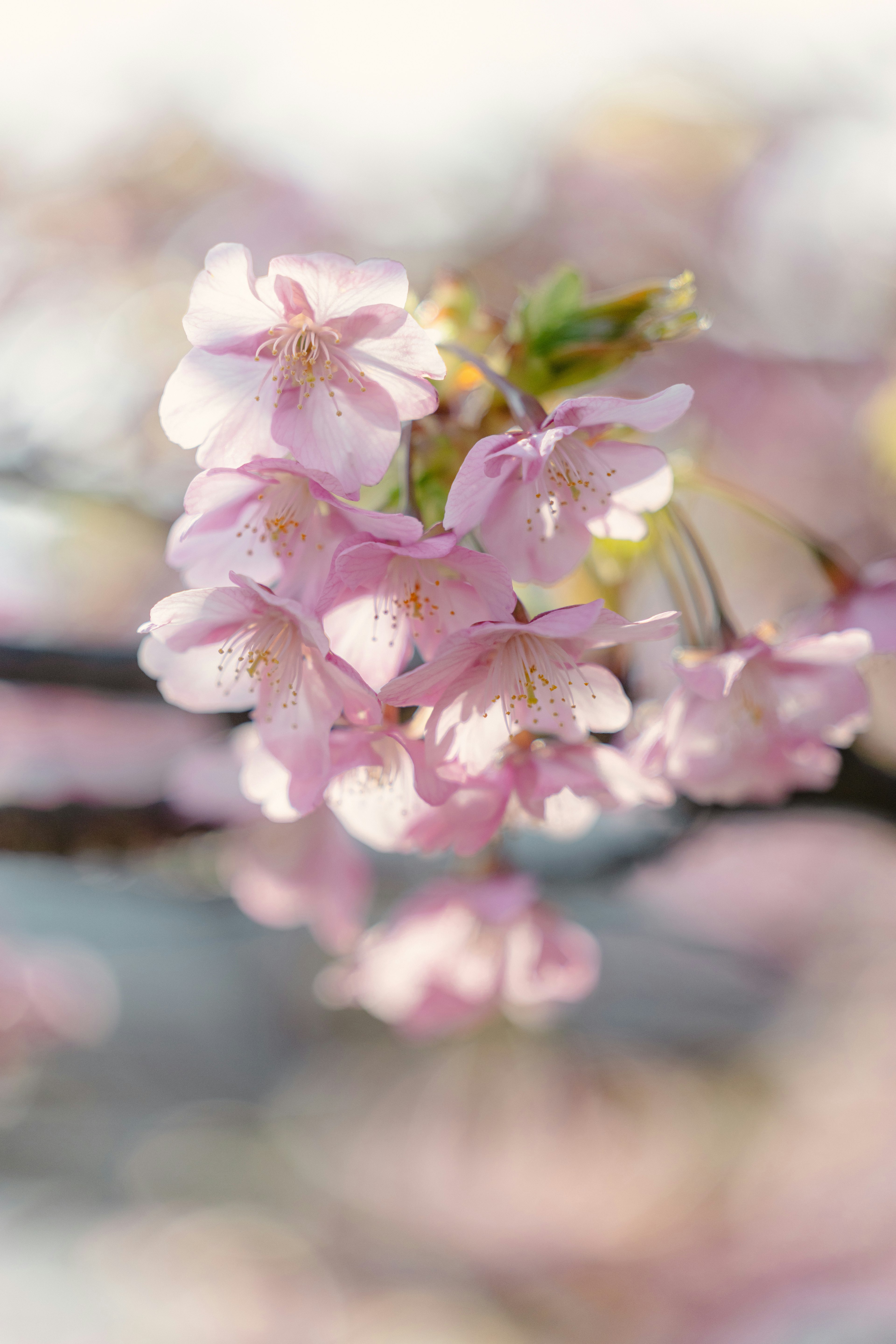 Beautiful photo of blooming cherry blossoms