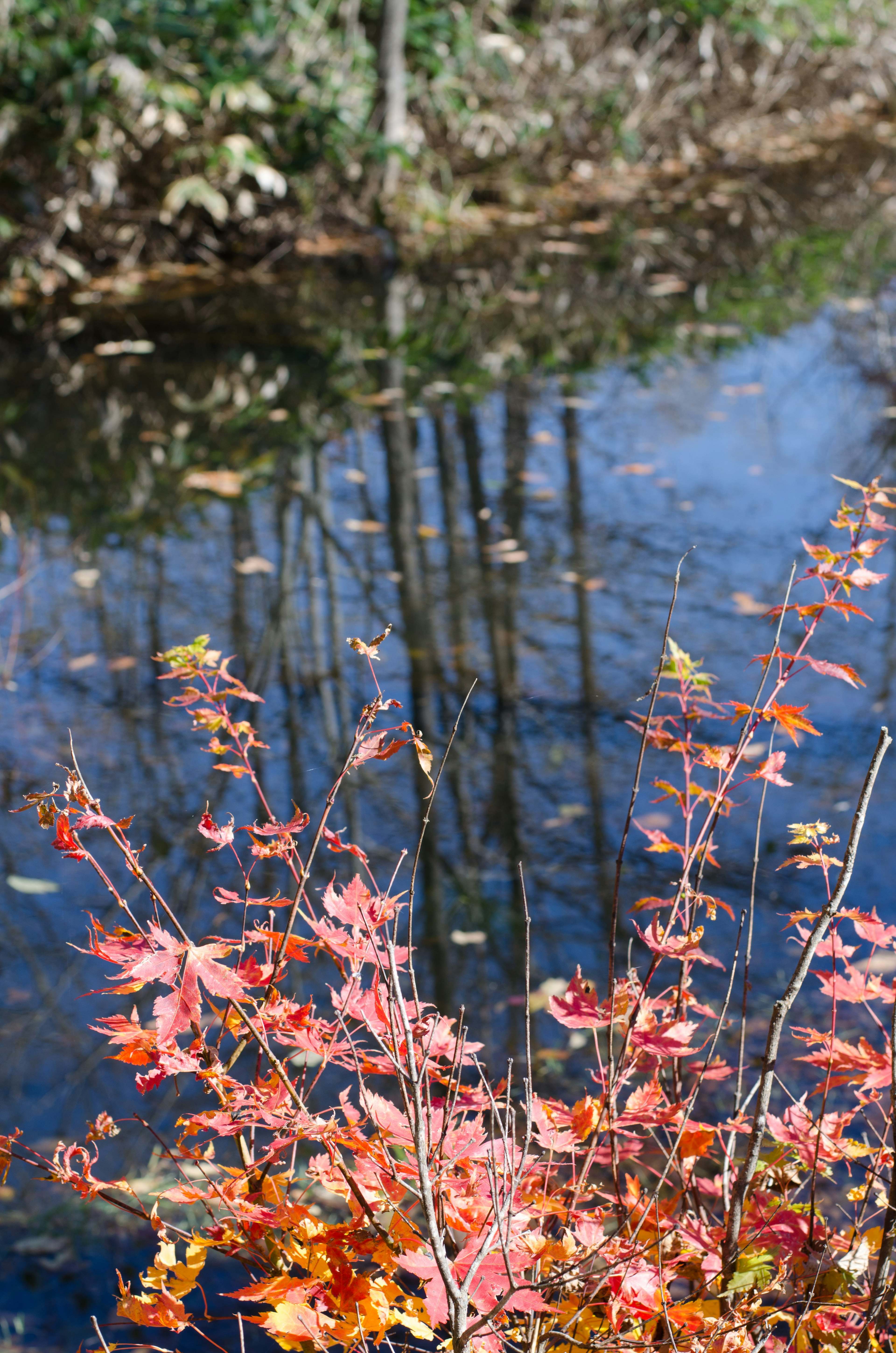 Hojas de otoño reflejándose en una superficie de agua tranquila