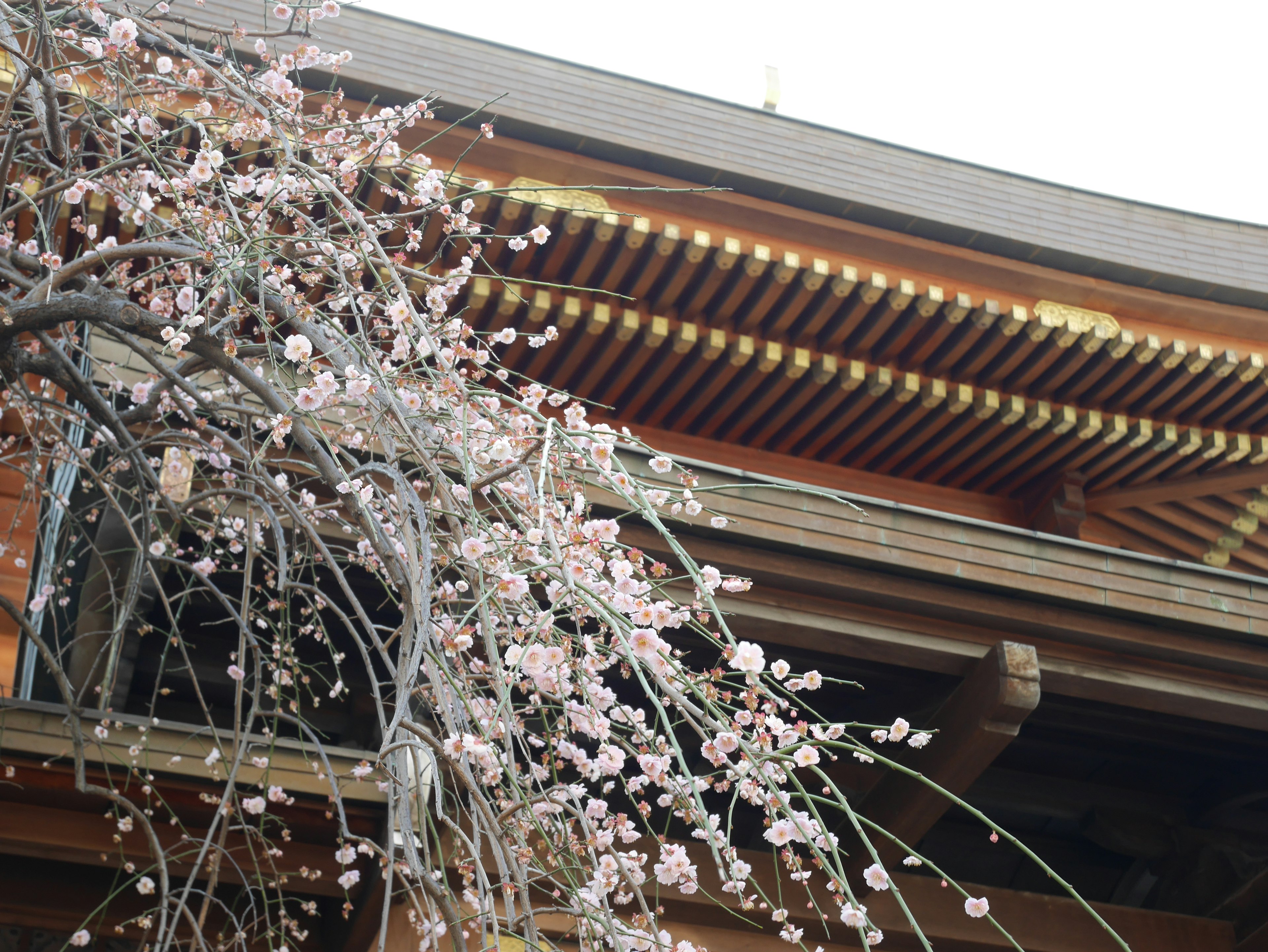 Bunga sakura dekat bangunan tradisional Jepang