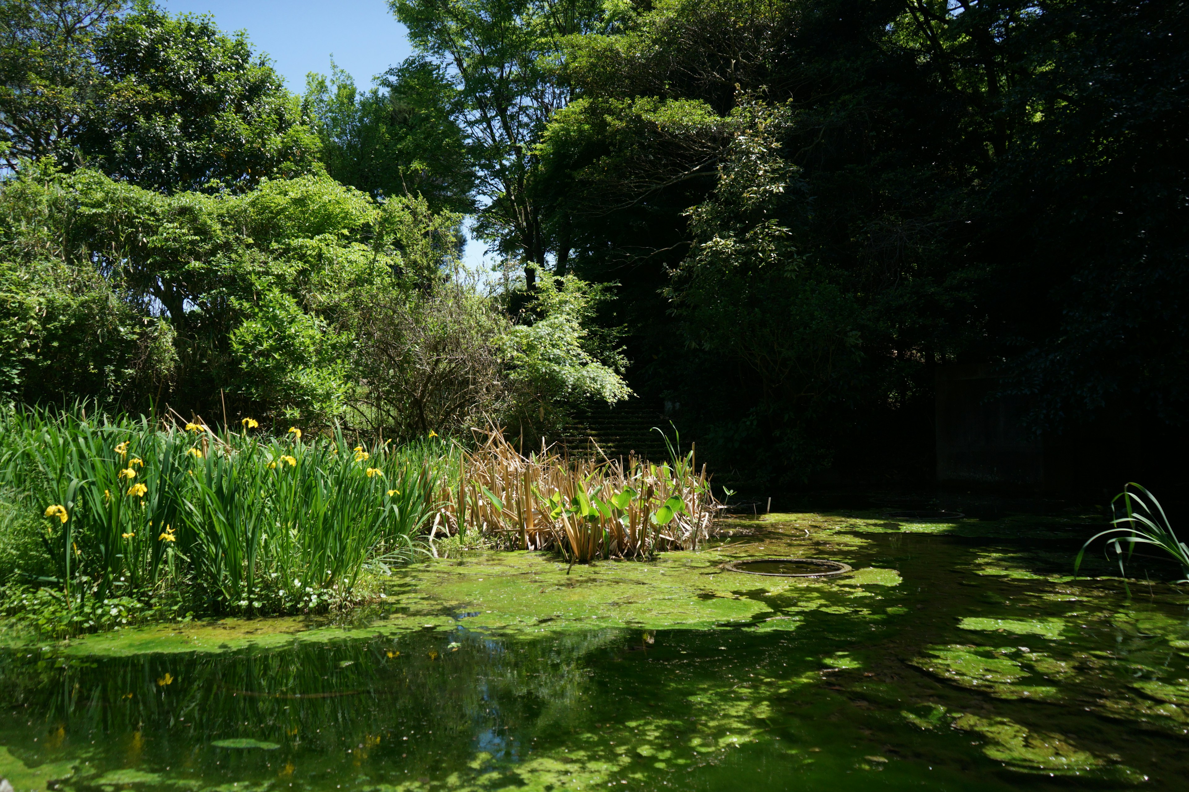 Escena acuática exuberante con plantas acuáticas flotantes y árboles circundantes