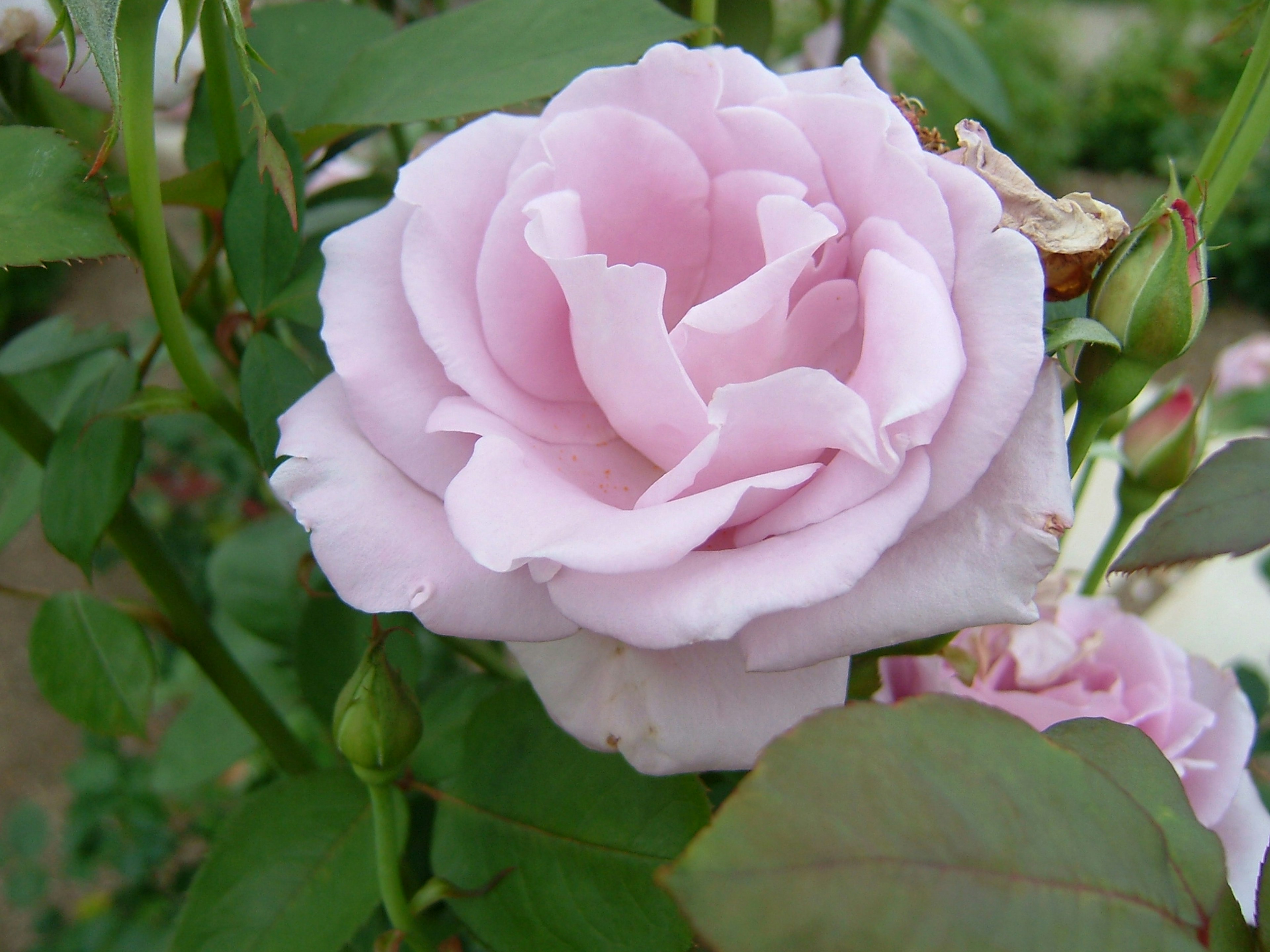 Eine blassrosa Rose blüht, umgeben von grünen Blättern