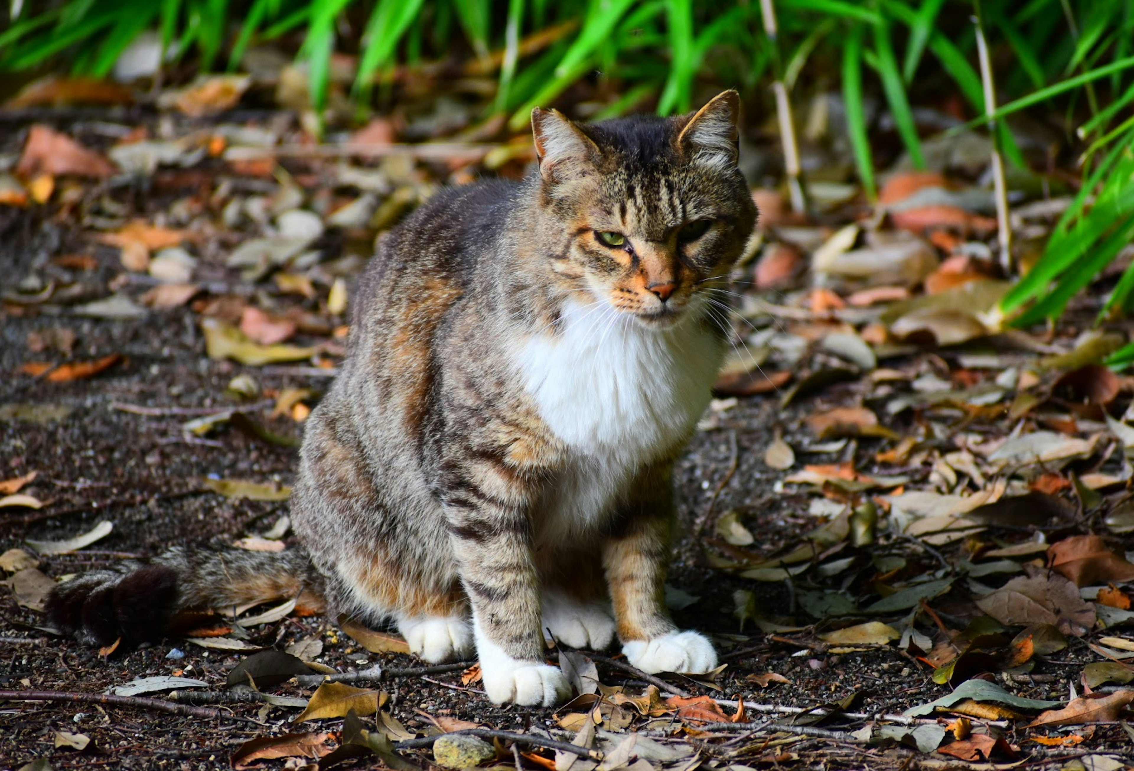 Kucing abu-abu dan putih duduk di antara daun yang jatuh