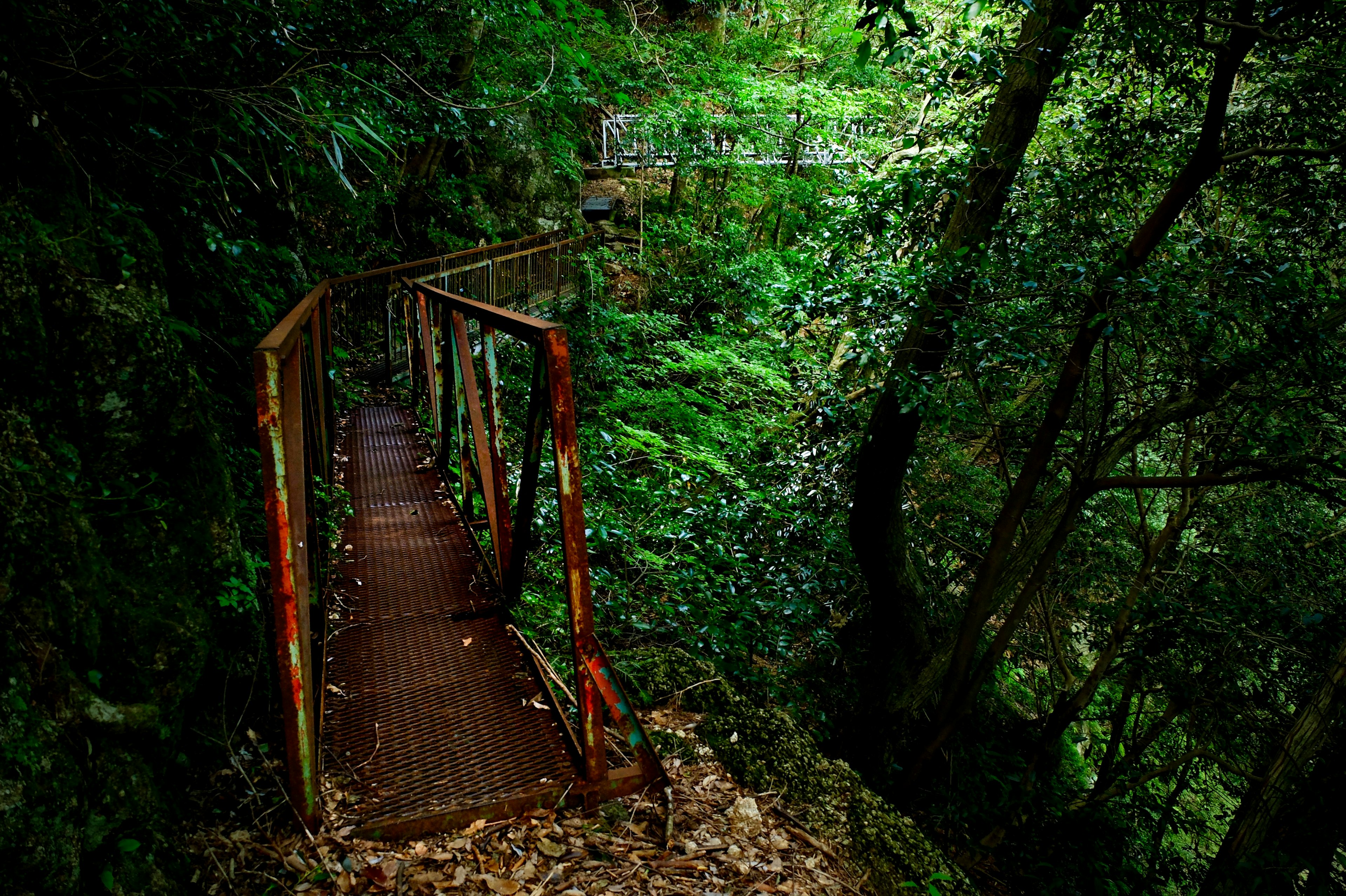 Una scena forestale con un vecchio ponte di legno circondato da vegetazione lussureggiante