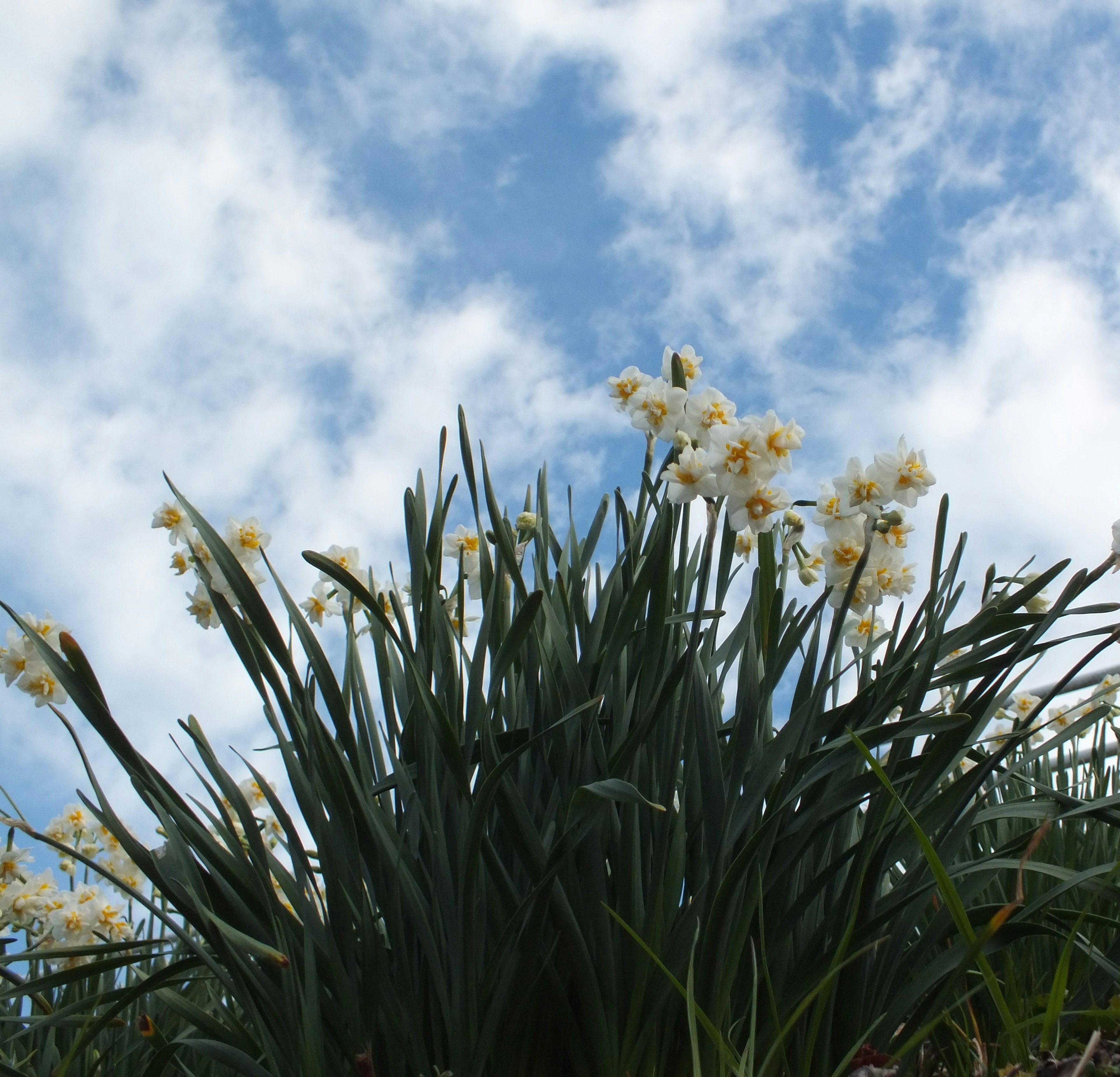 青空を背景にした白い花の群れと緑の草