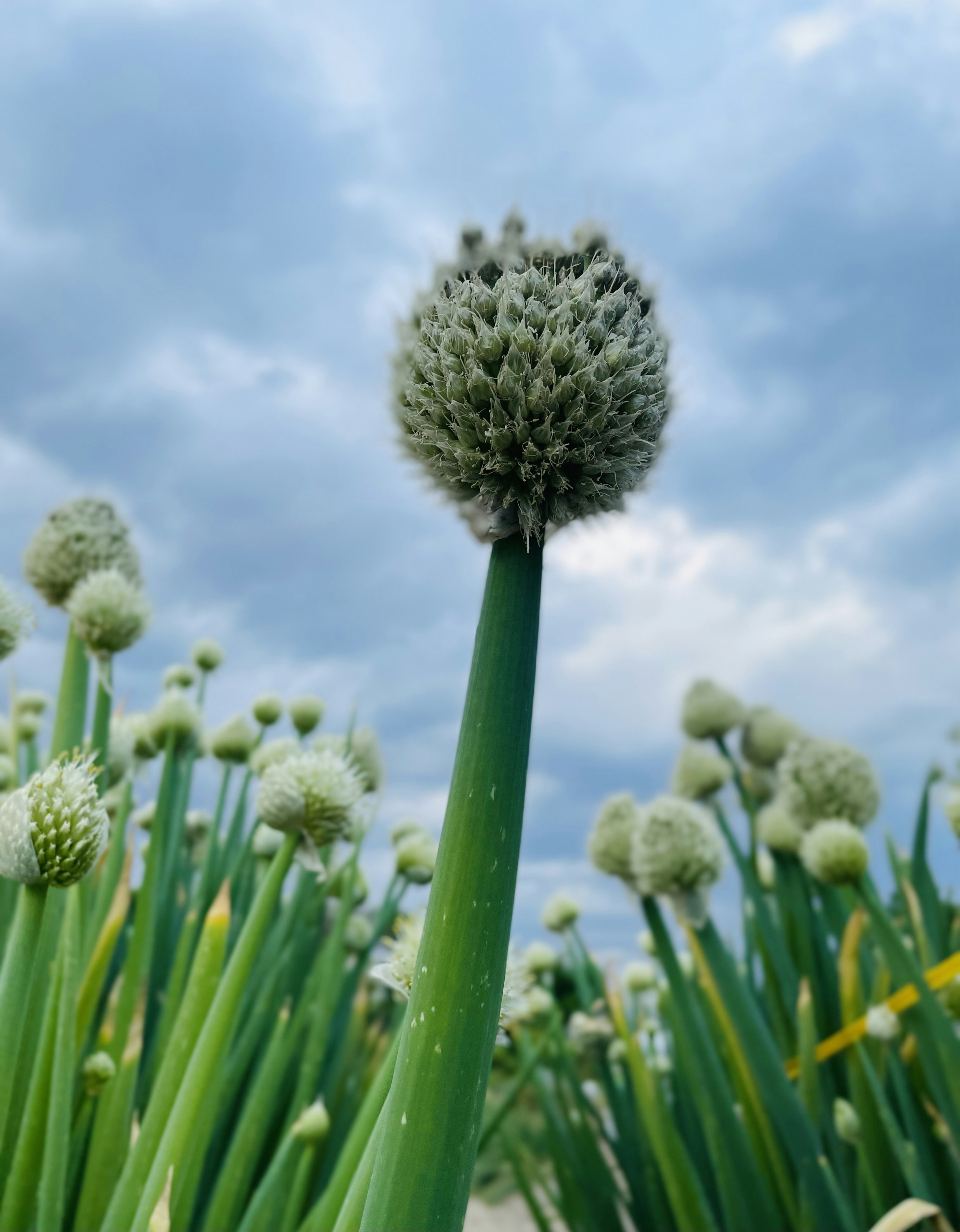 Gemüsepflanze mit einer runden Blüte auf einem hohen grünen Stängel