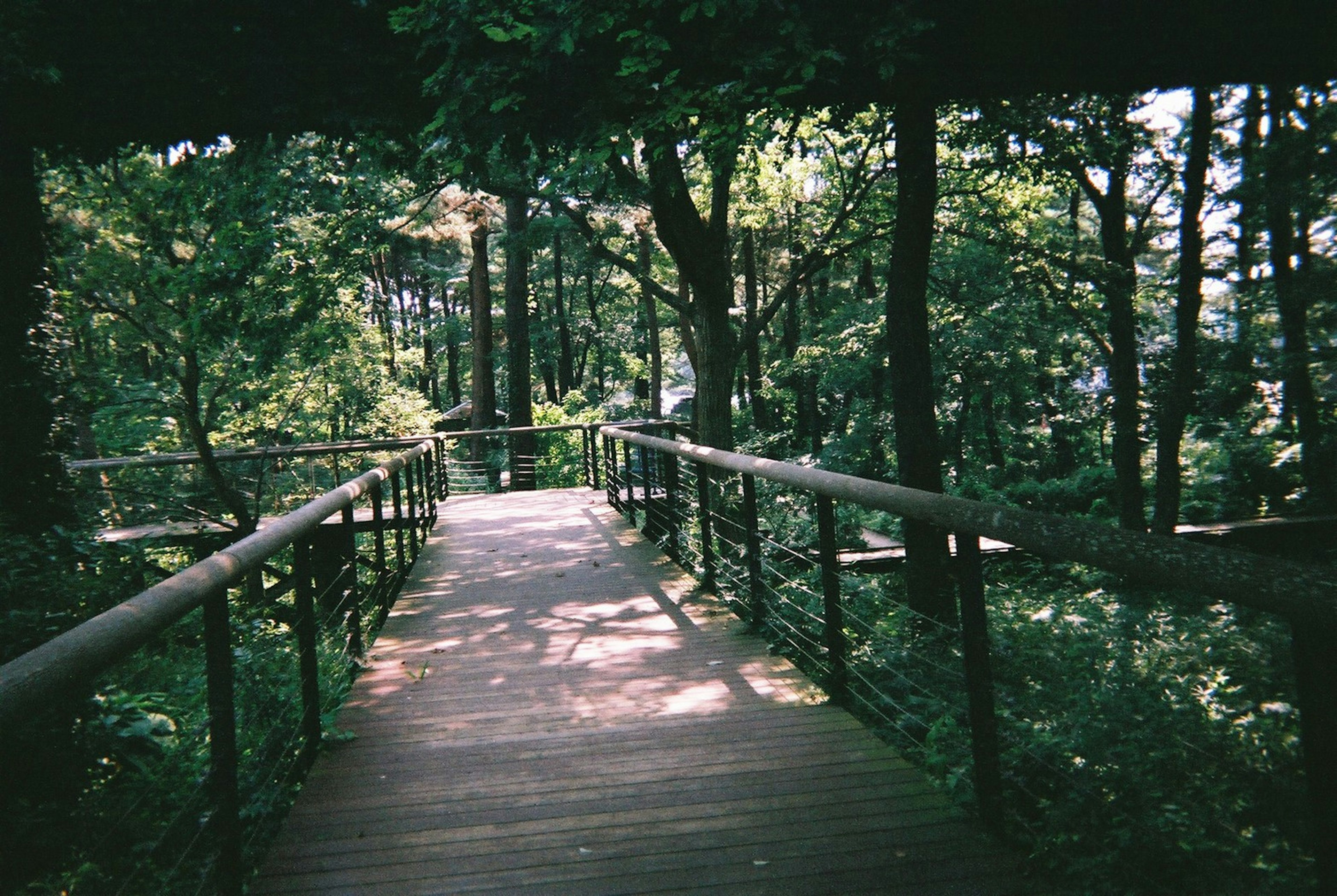 木々に囲まれた木道の風景