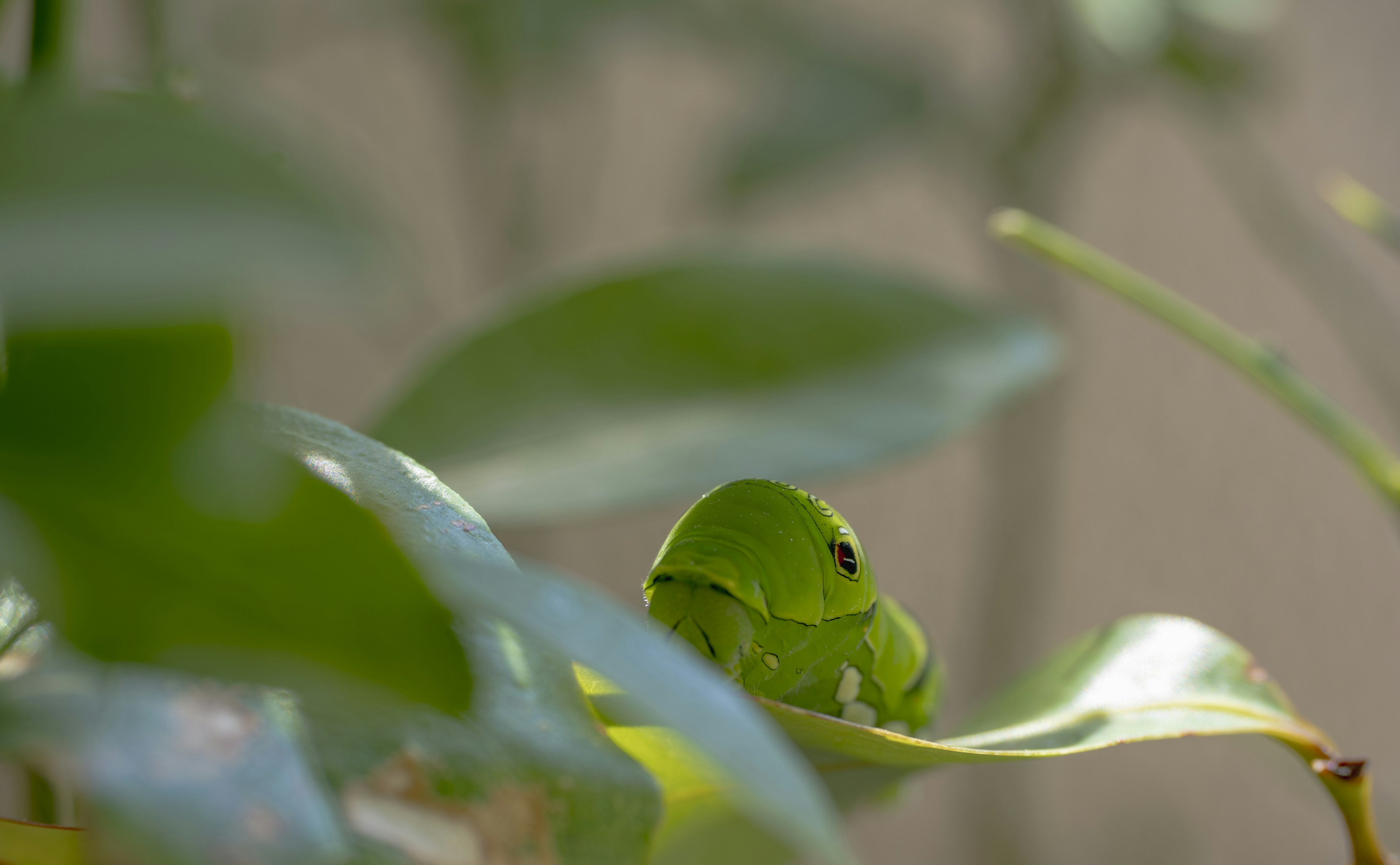 Una rana verde parcialmente oculta entre hojas verdes