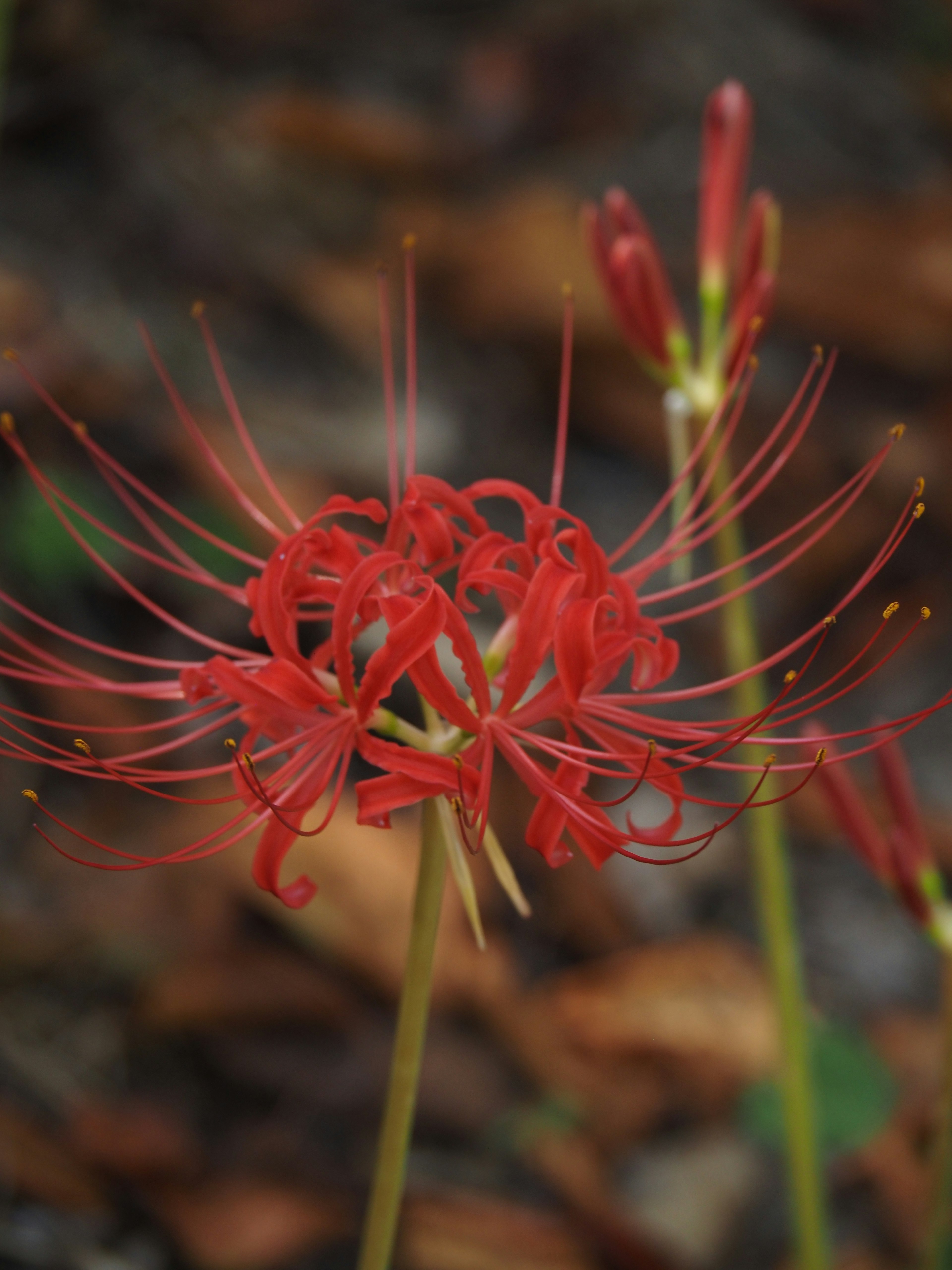 Une image frappante de lys araignées rouges avec des pétales longs et fins rayonnant vers l'extérieur