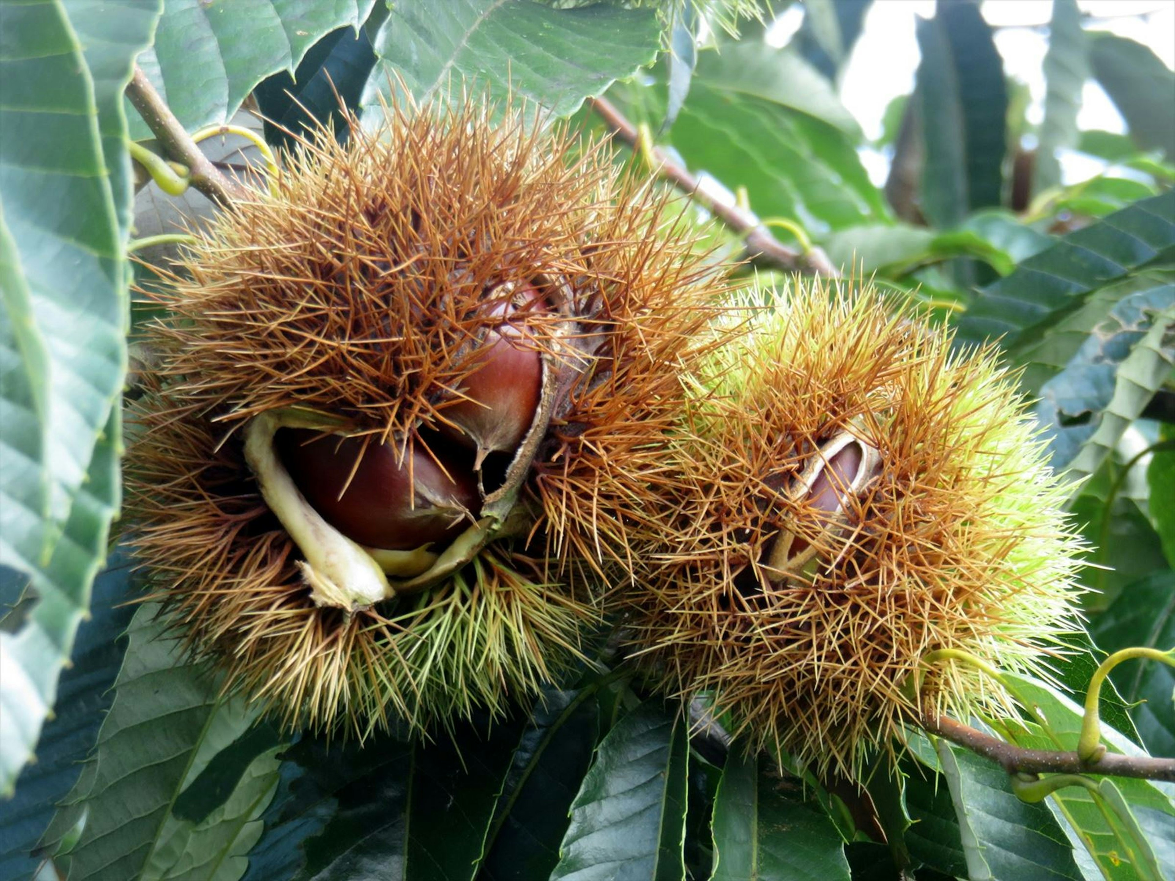 Frutos de castaña entre hojas verdes