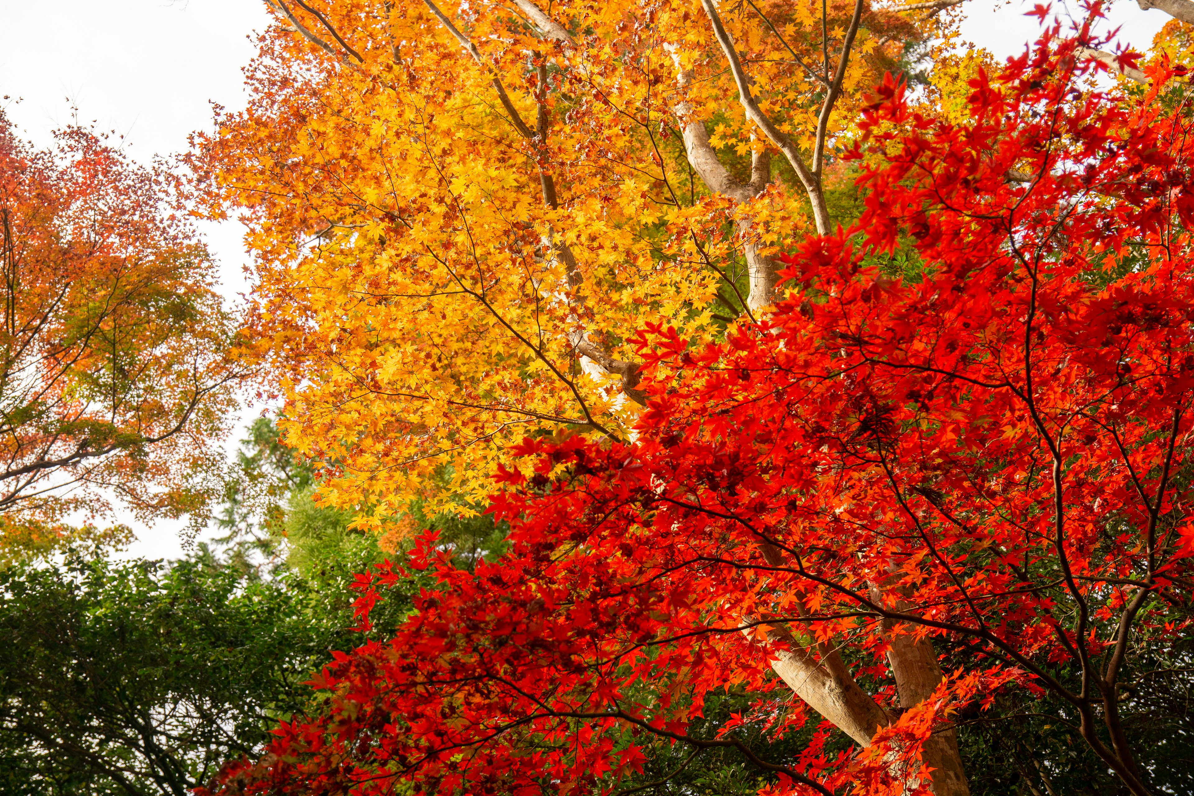 Bellissimo paesaggio autunnale foglie rosse e arancioni vivaci